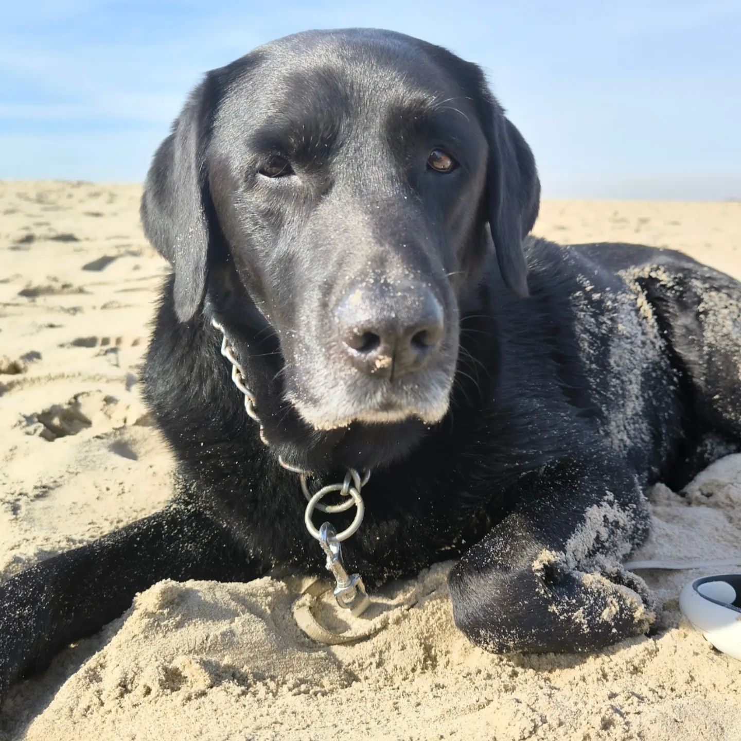 Soutěžní fotografie - Dexter,  Labradorský retriever