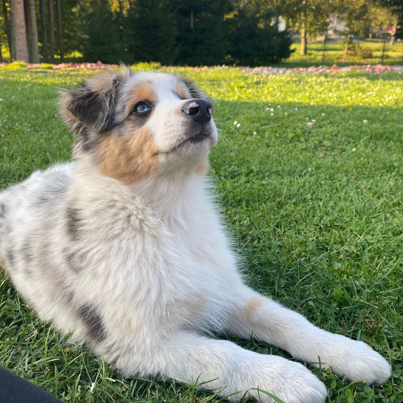 Soutěžní fotografie - Charlie ,  Australský ovčák