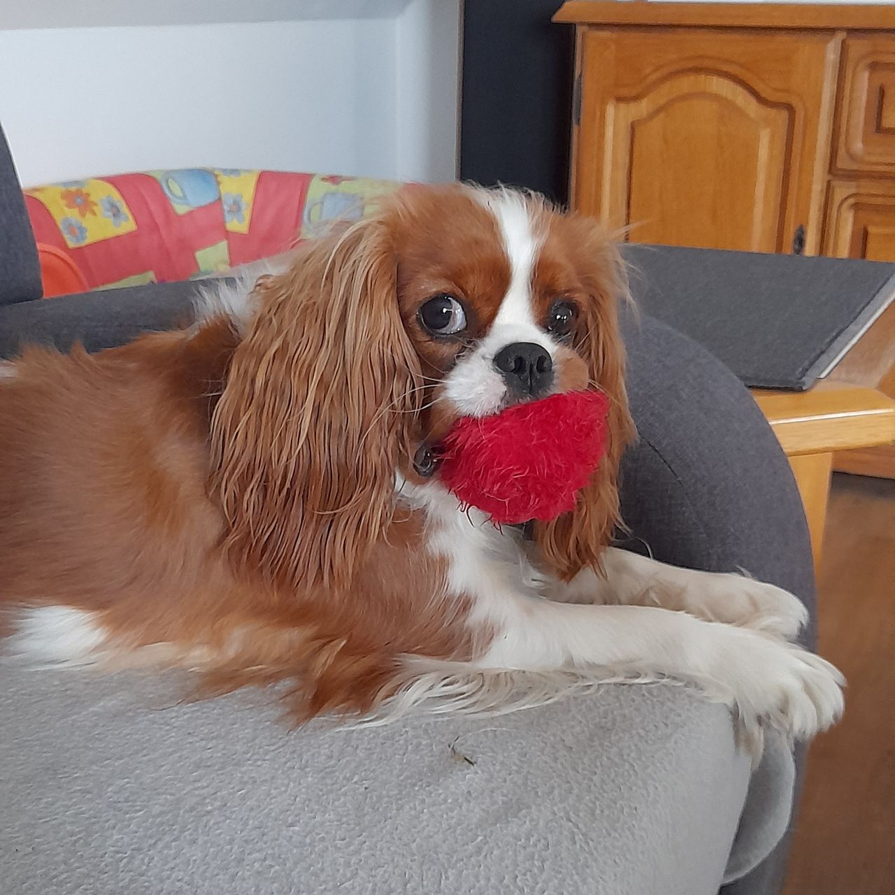 Soutěžní fotografie - Claire,  Kavalír King Charles španěl