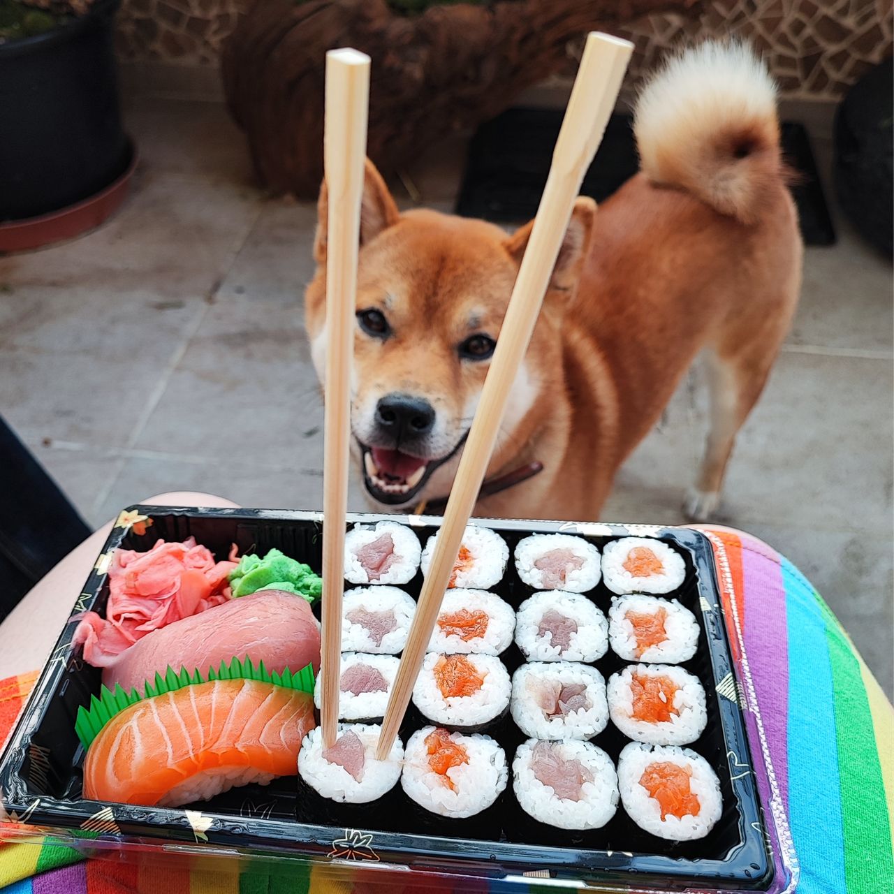 Soutěžní fotografie - Offline,  Shiba