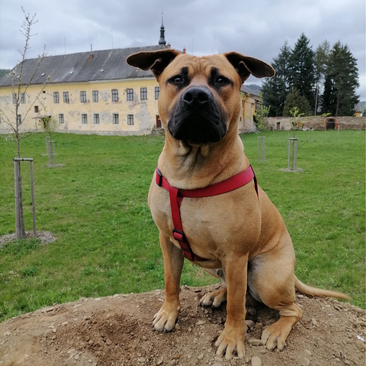Soutěžní fotografie - Rocky,  Americký stafordširský terier