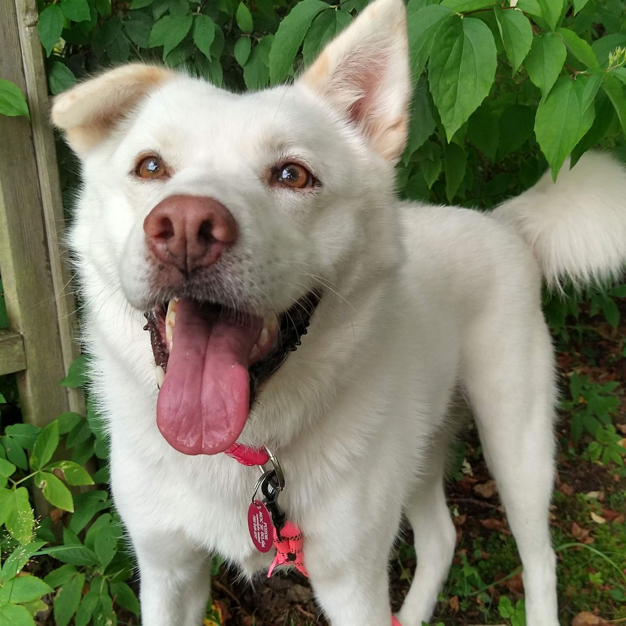 Soutěžní fotografie - Easy,  Korejský Jindo Dog
