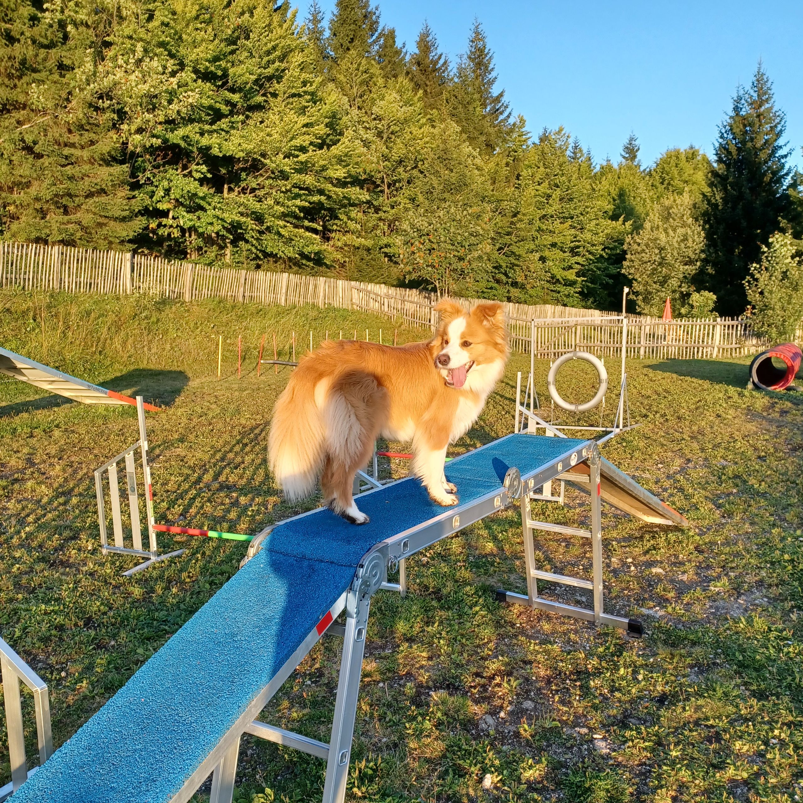 Soutěžní fotografie - Sunny,  Border kolie