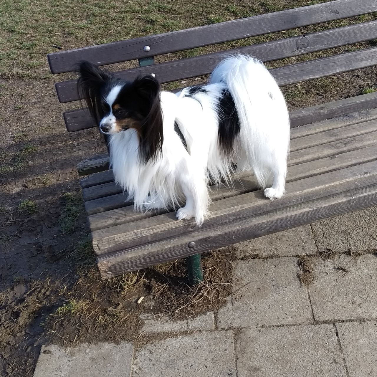 Soutěžní fotografie - Alcon Rebeli,  Papillon