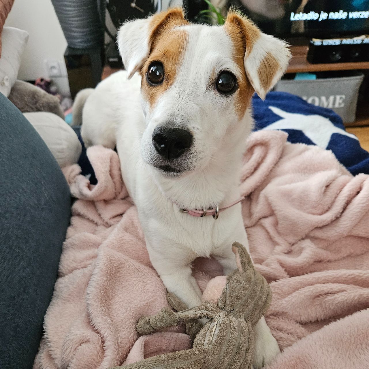 Soutěžní fotografie - Jessie,  Jack Russell Teriér