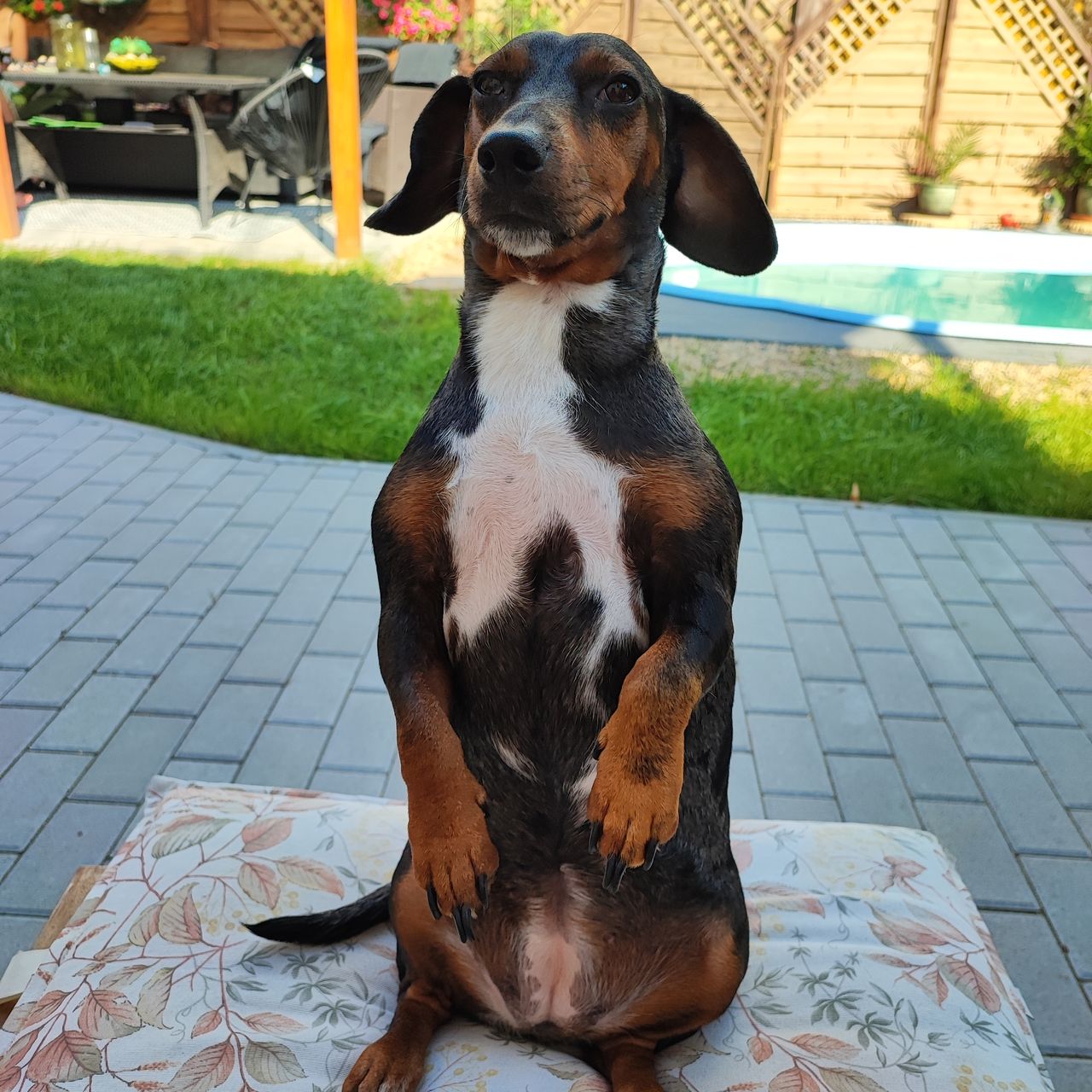 Soutěžní fotografie - Jessie ,  Ostatní