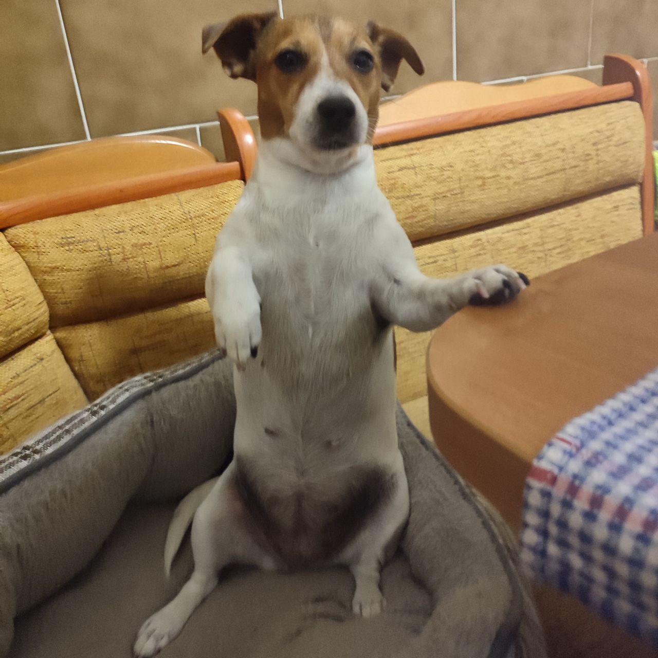 Soutěžní fotografie - Bettynka,  Jack Russell Teriér