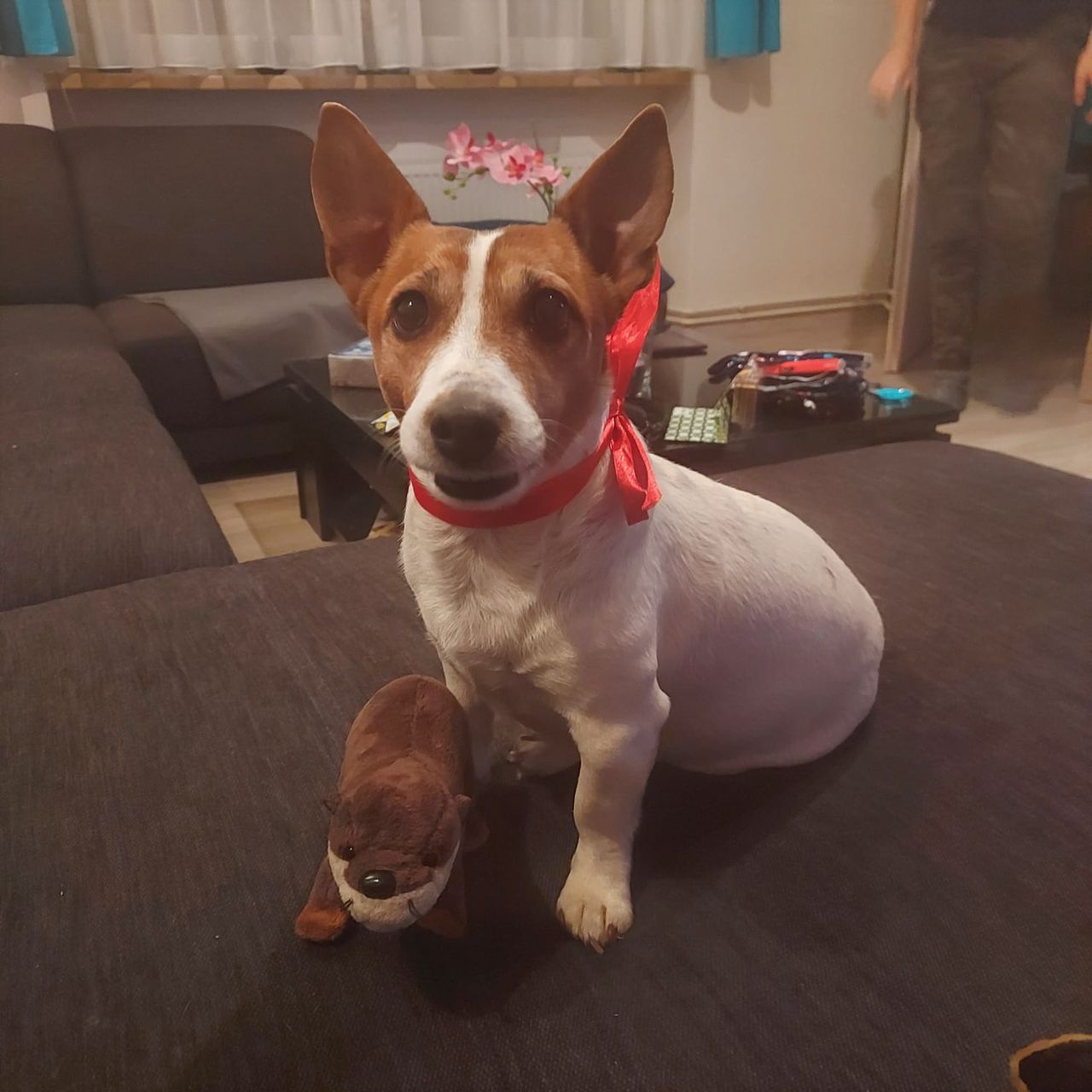 Soutěžní fotografie - Safira,  Jack Russell Teriér