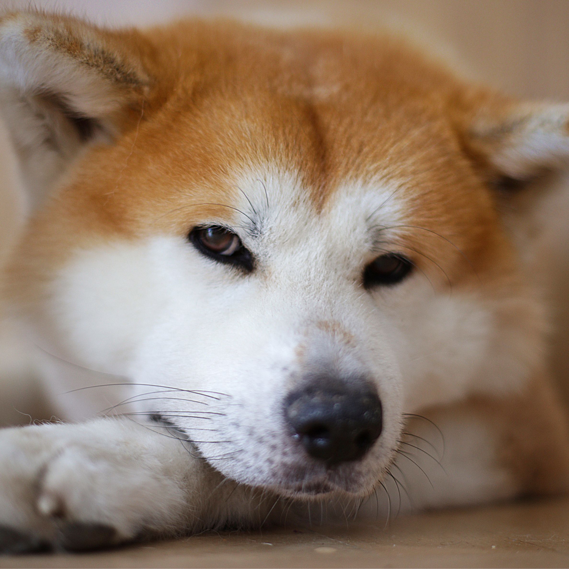 Soutěžní fotografie - Goto,  Akita