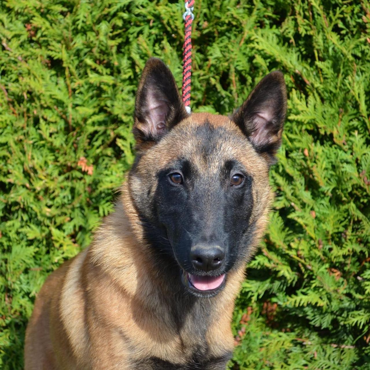 Soutěžní fotografie - Groot ,  Belgický ovčák - Malinois