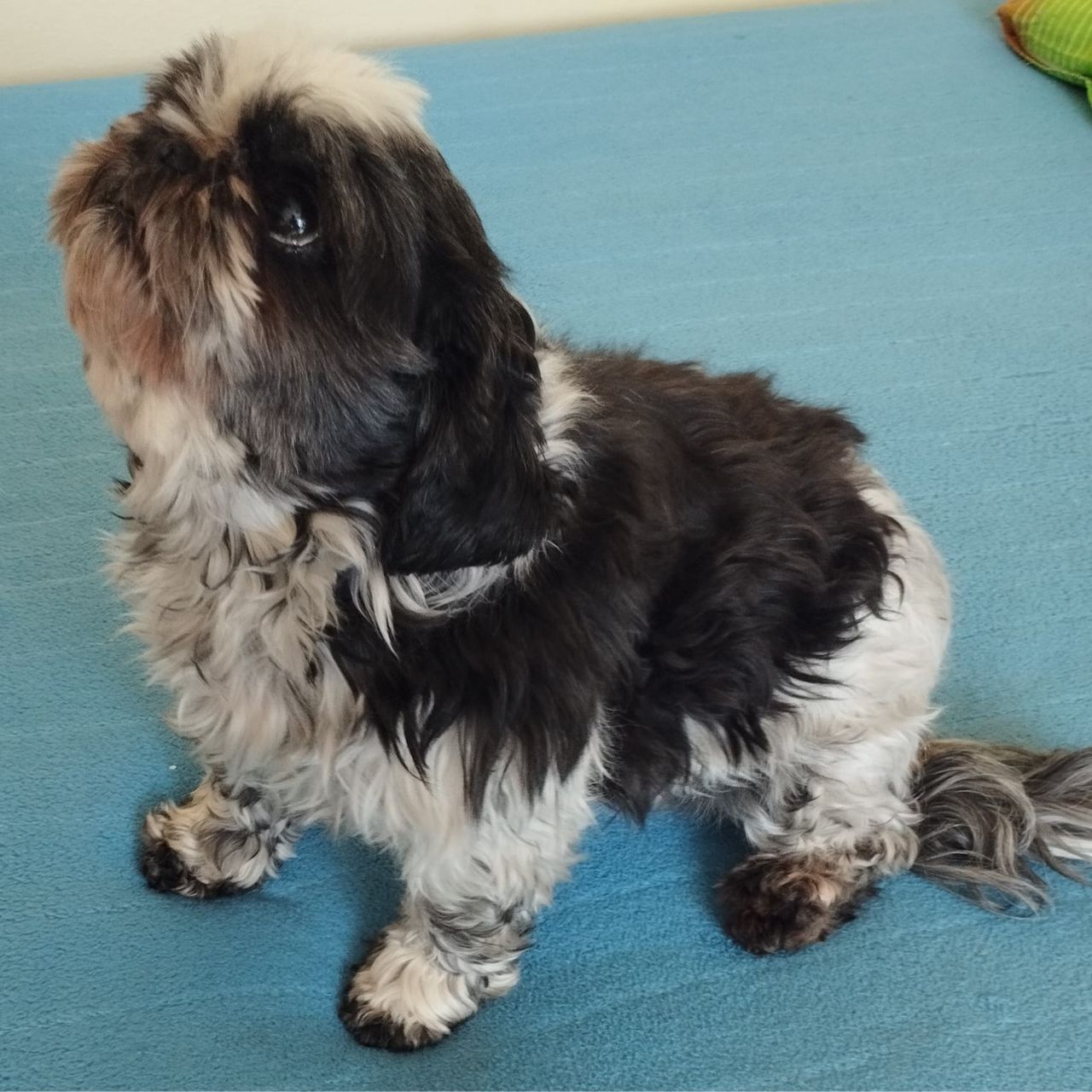 Soutěžní fotografie - Kelly,  Shih-tzu