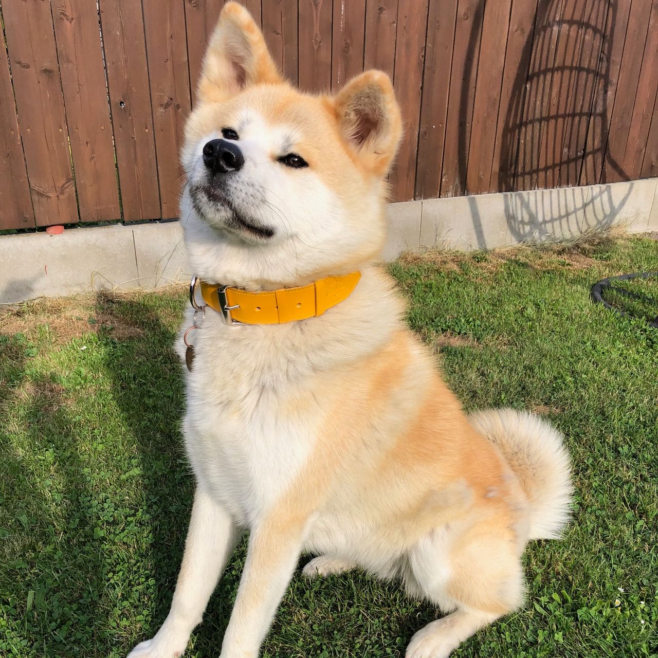 Soutěžní fotografie - Deshiko,  Akita