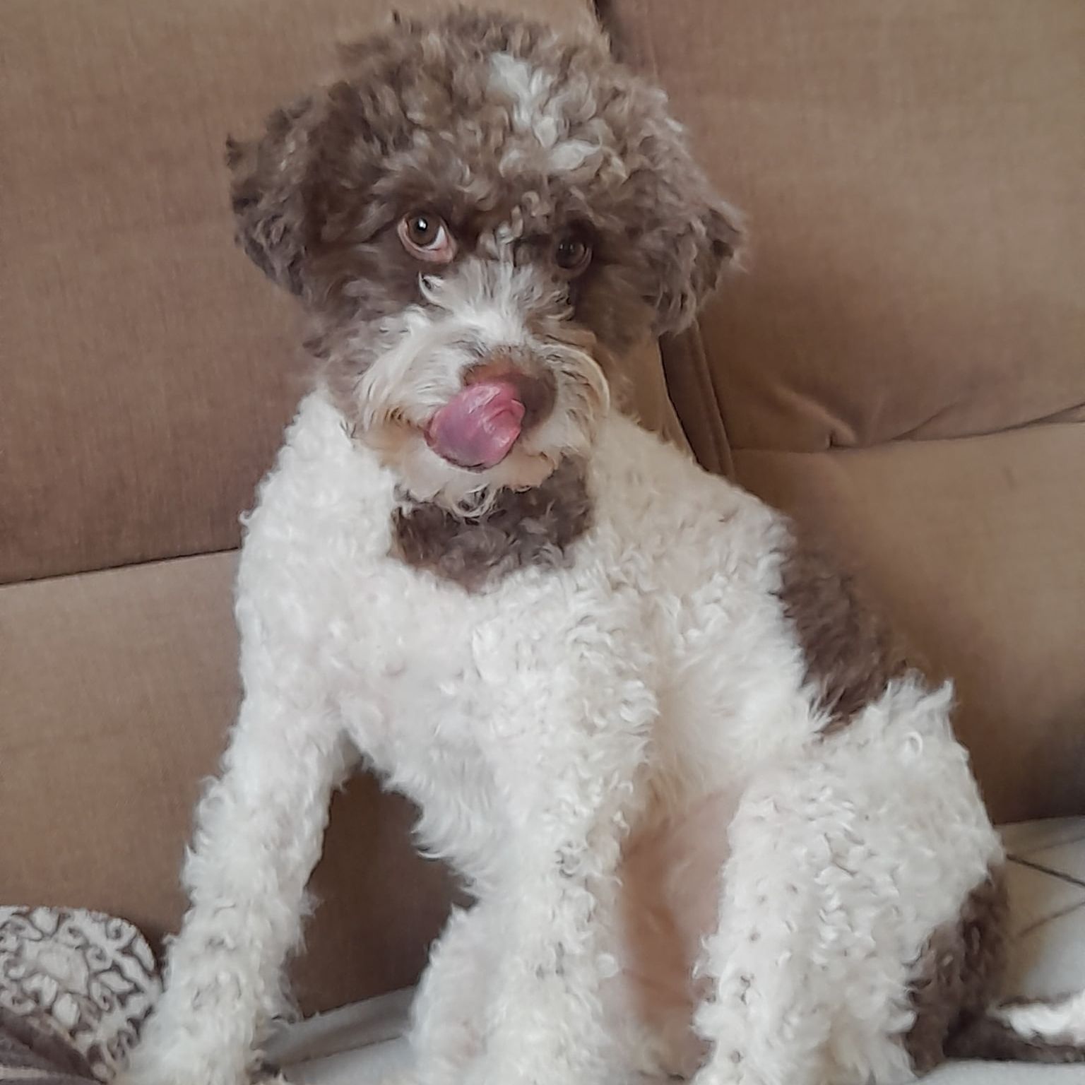 Soutěžní fotografie - Sophia,  Lagotto romagnolo