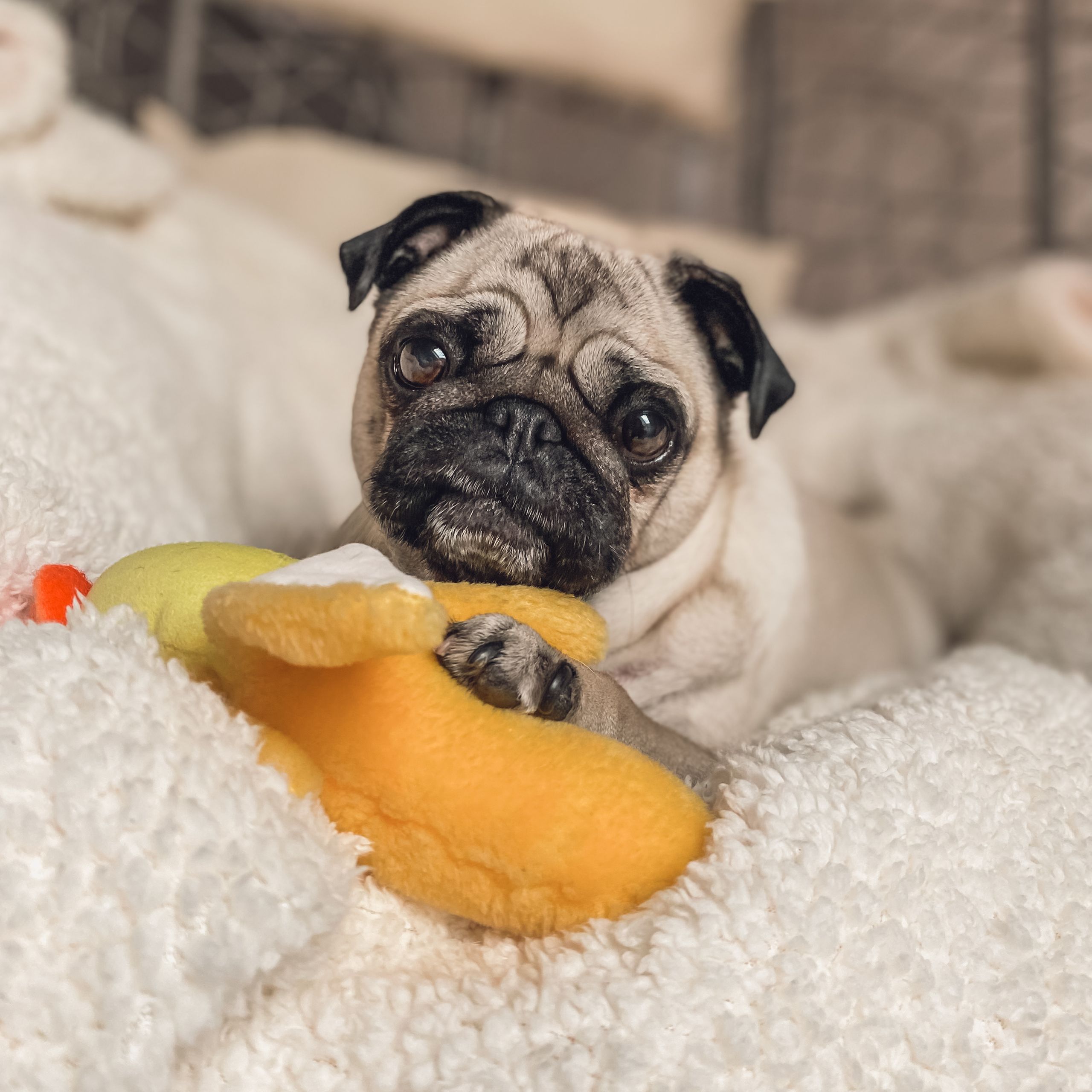 Soutěžní fotografie - Bonnie,  Mops