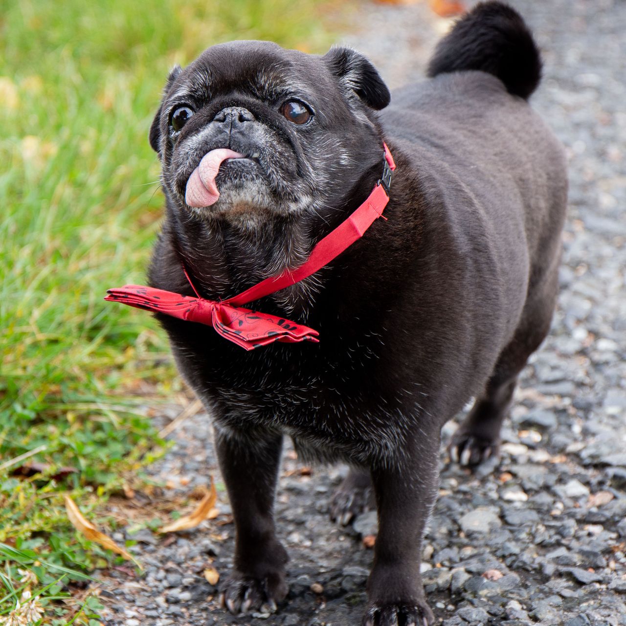 Soutěžní fotografie - Leia,  Mops