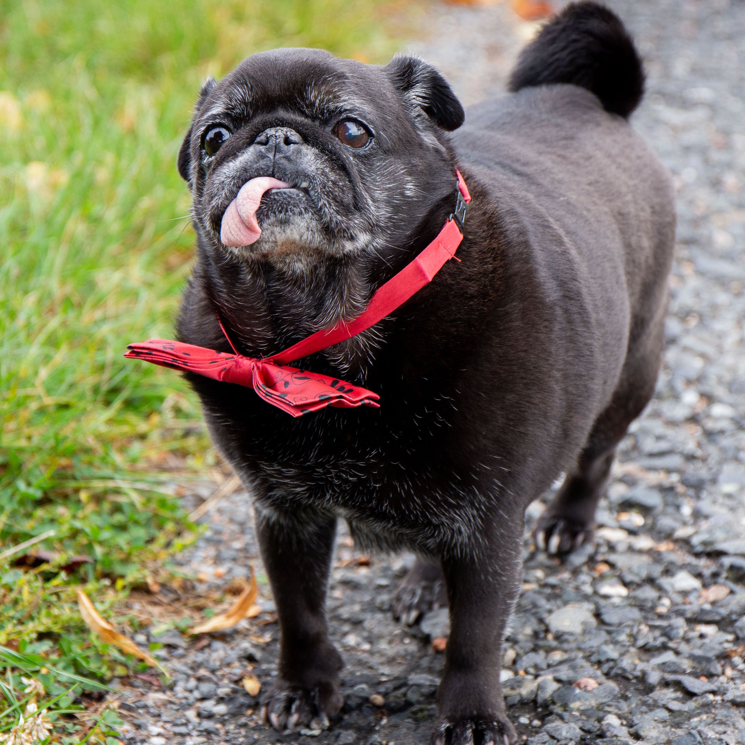 Soutěžní fotografie - Leia,  Mops
