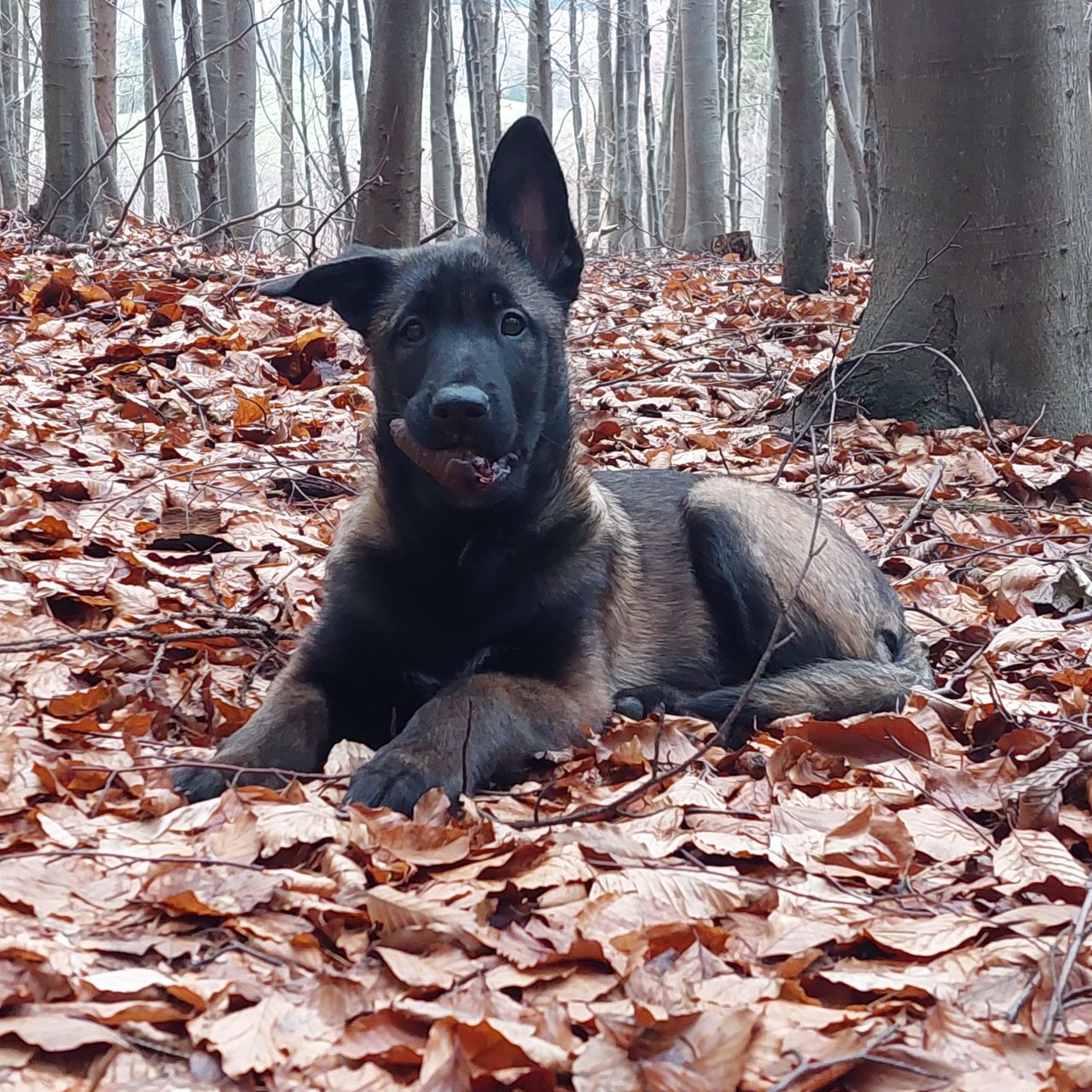 Soutěžní fotografie - Argo,  Belgický ovčák - Malinois