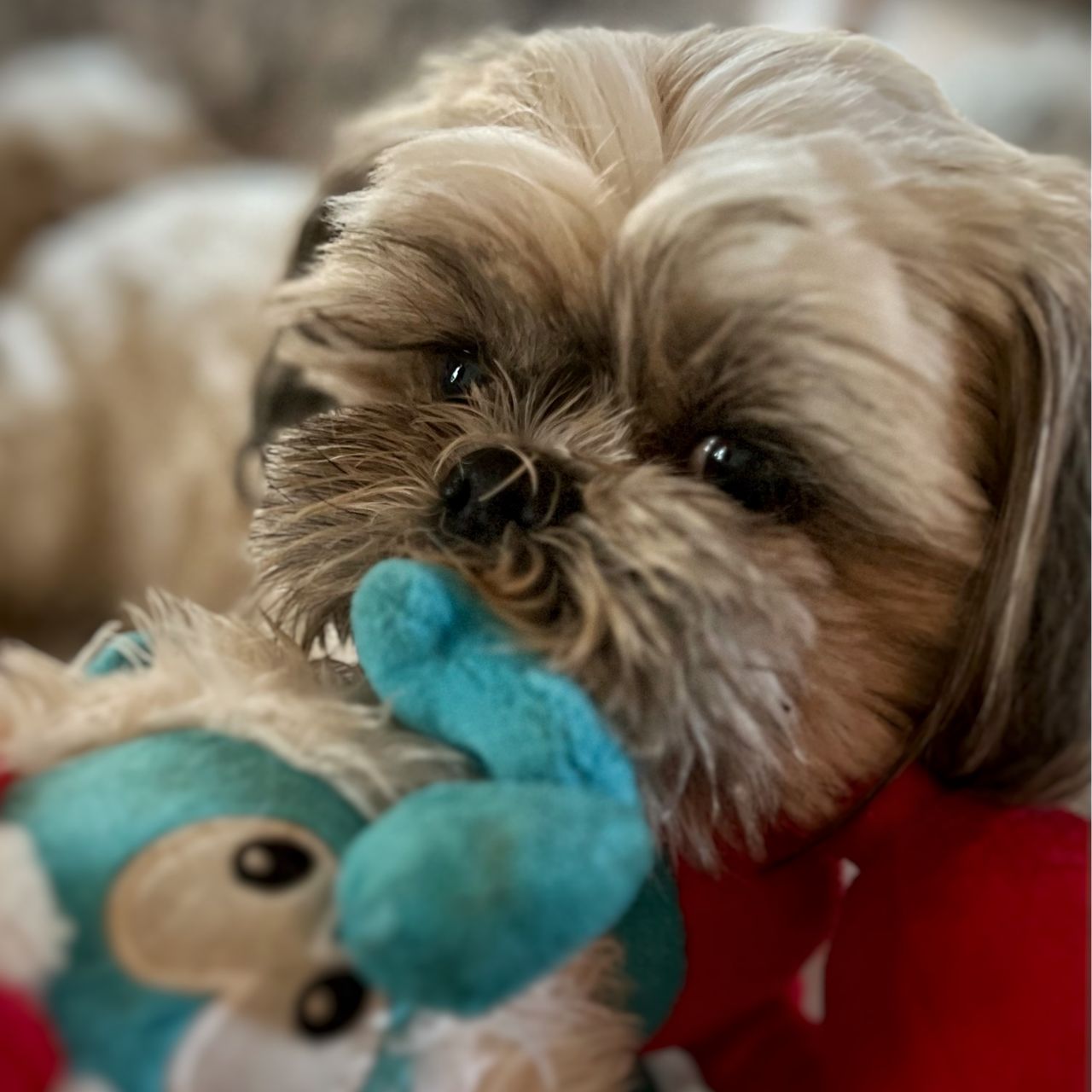 Soutěžní fotografie - Linda,  Shih-tzu