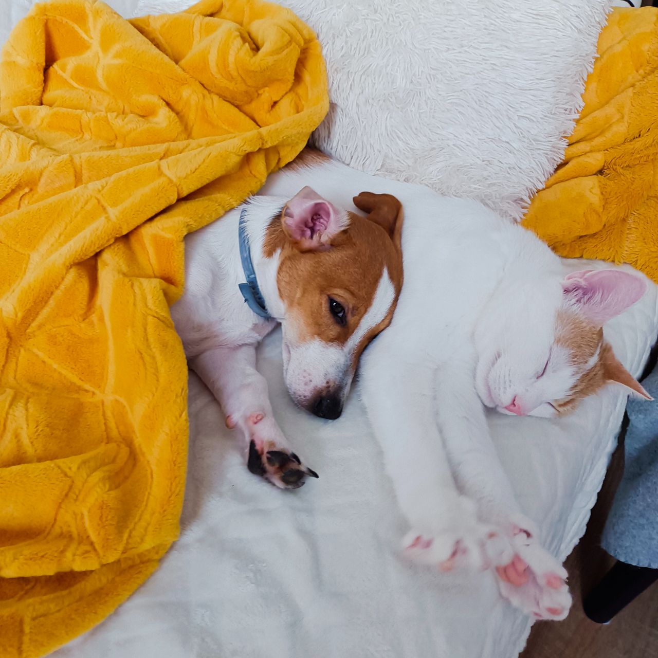 Soutěžní fotografie - Happy,  Jack Russell Teriér