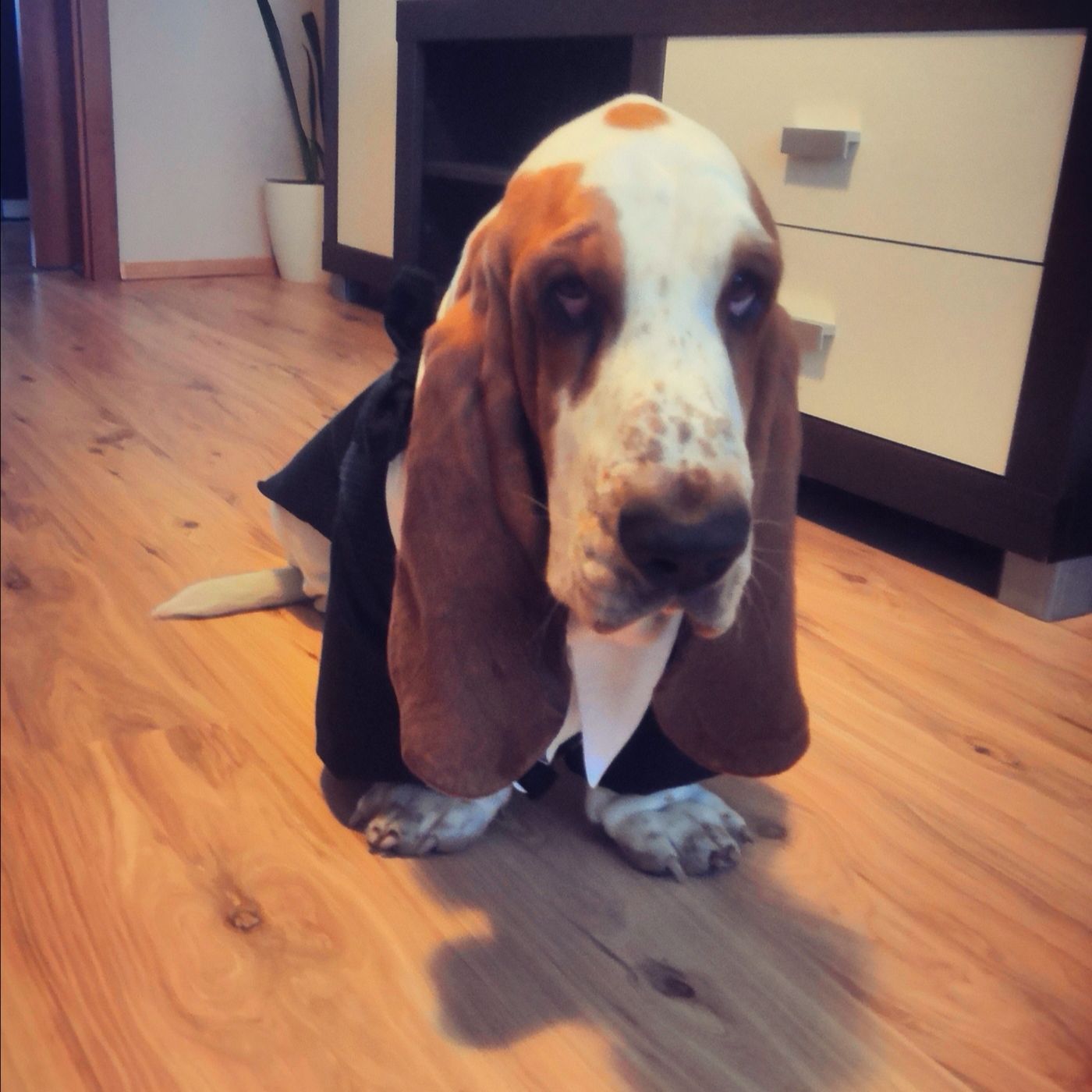 Soutěžní fotografie - Ruffus,  Basset Hound