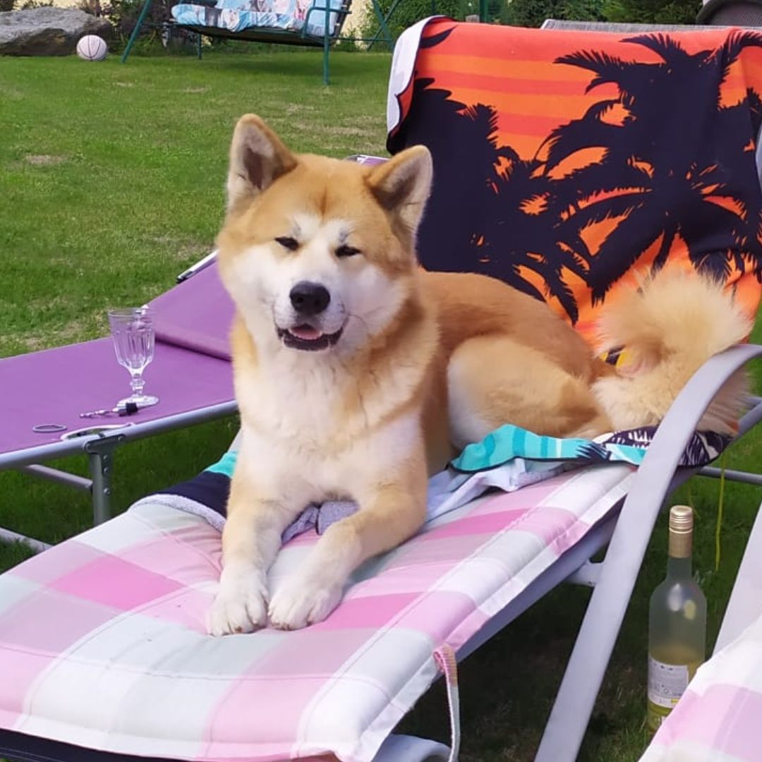 Soutěžní fotografie - Kevin,  Akita