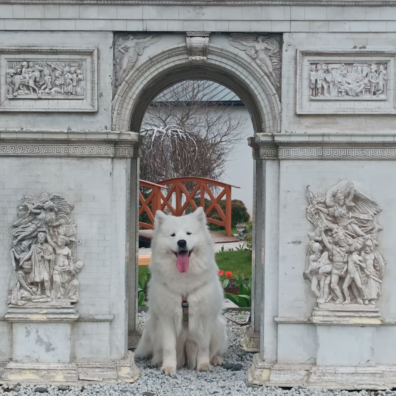 Soutěžní fotografie - Ciri,  Samojed