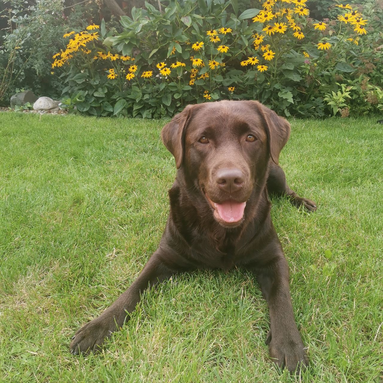 Soutěžní fotografie - Bonnie ,  Labradorský retriever