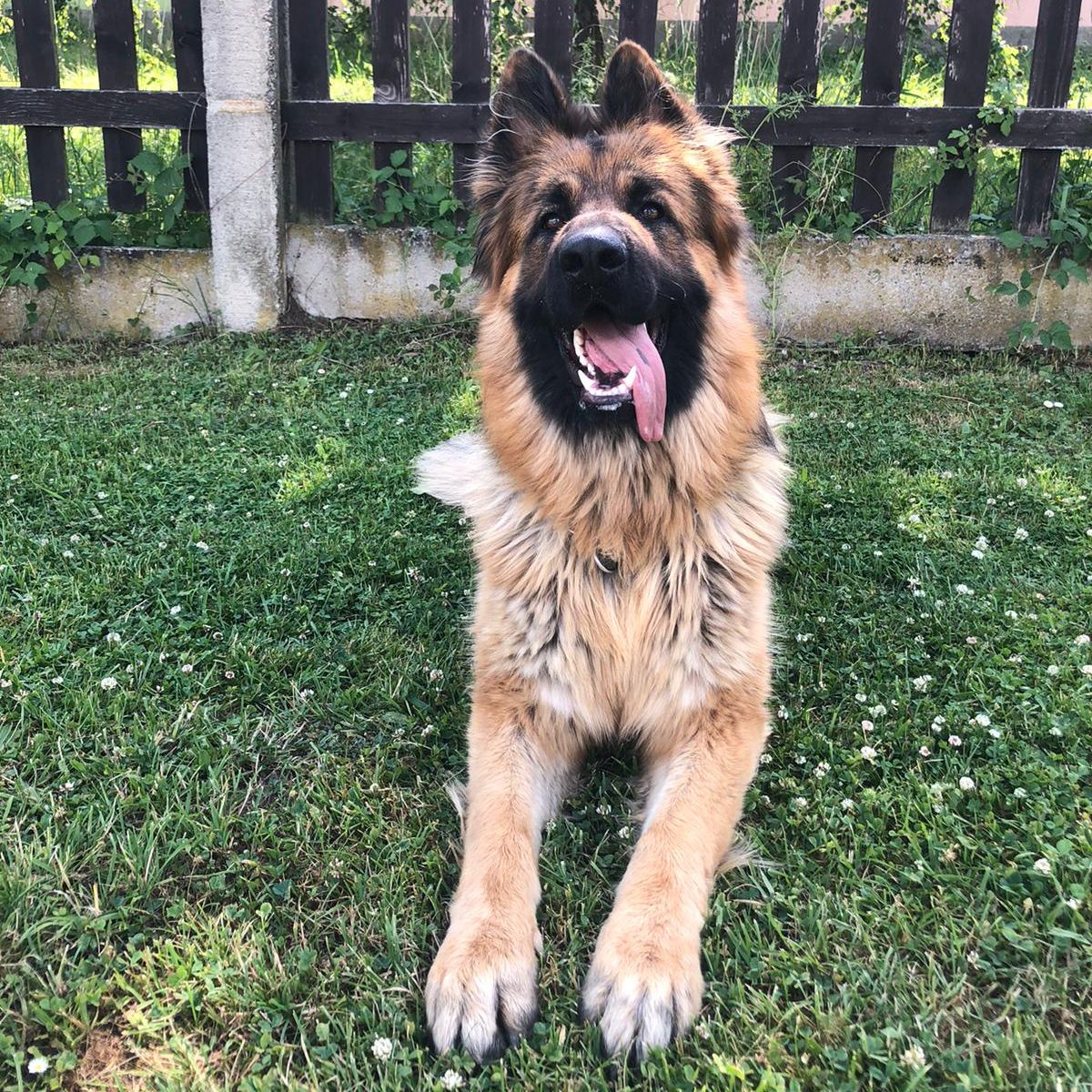 Soutěžní fotografie - Max,  Německý ovčák