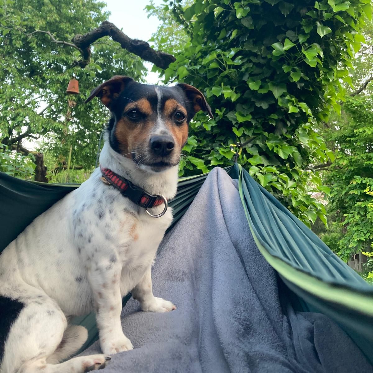 Soutěžní fotografie - BAK,  Jack Russell Teriér
