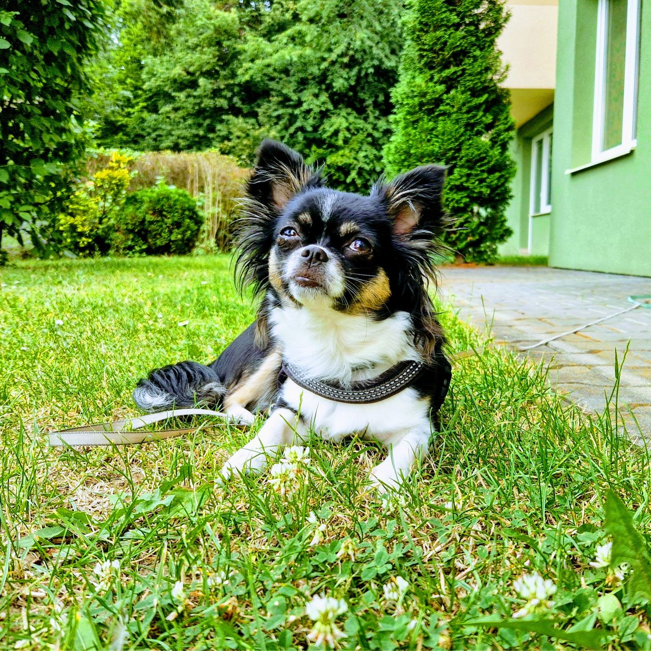 Soutěžní fotografie - Edita,  Čivava dlouhosrstá