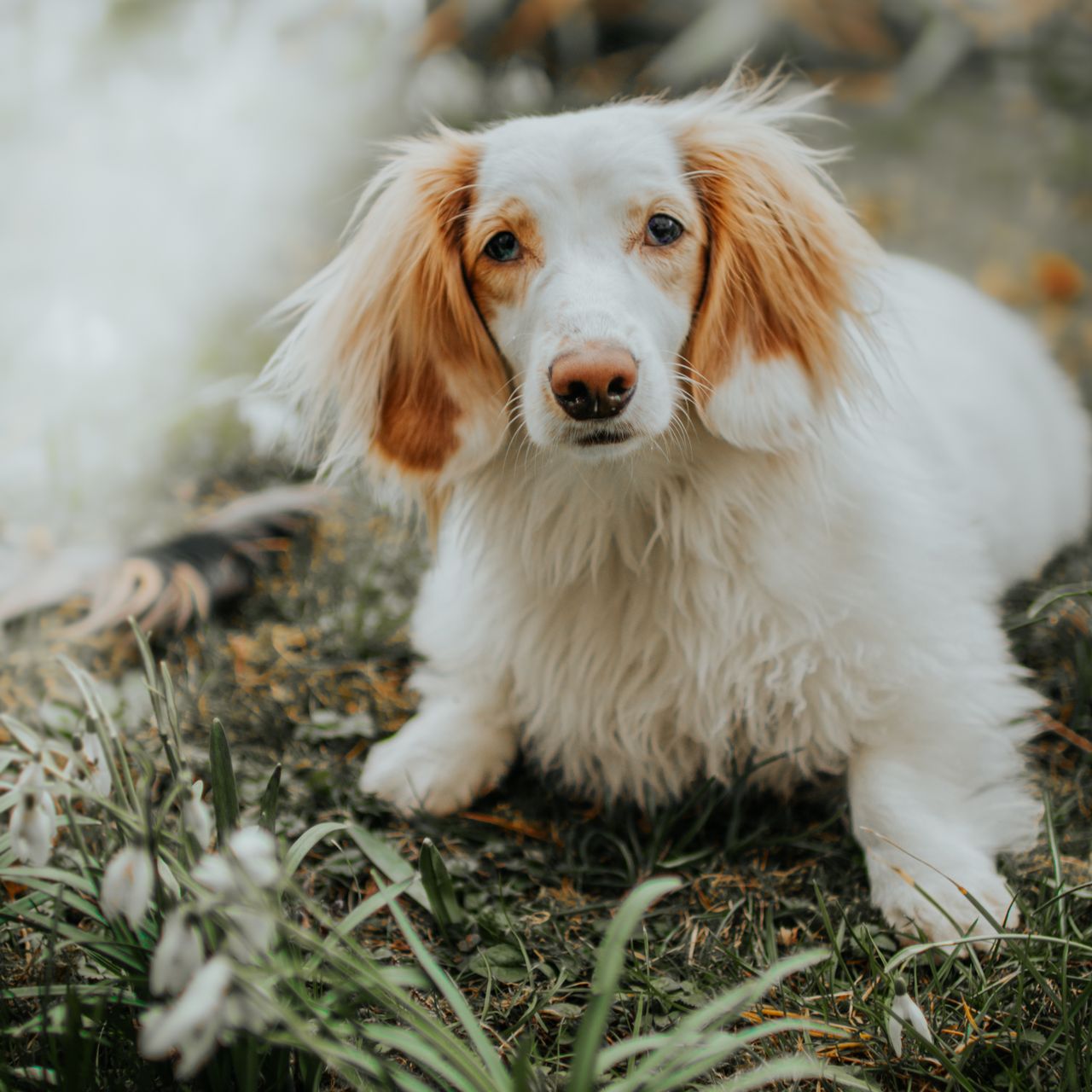 Soutěžní fotografie - Ernesta,  Jezevčík