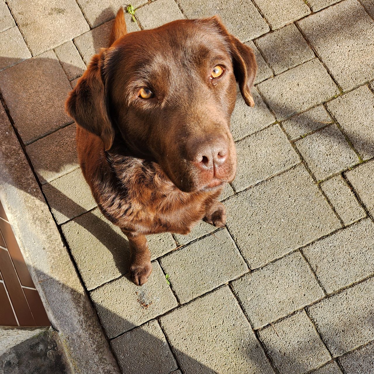 Soutěžní fotografie - Ennie,  Labradorský retriever