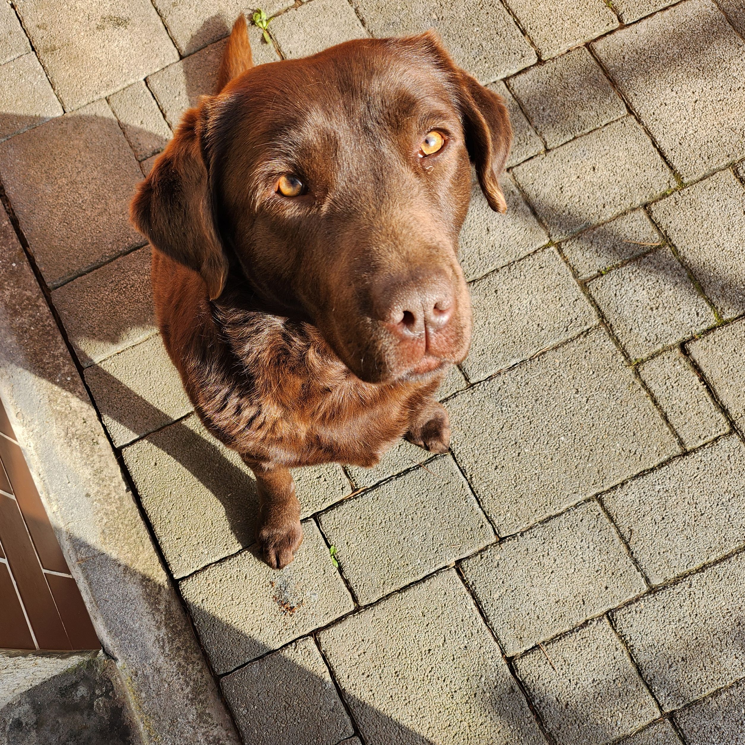 Soutěžní fotografie - Ennie,  Labradorský retriever
