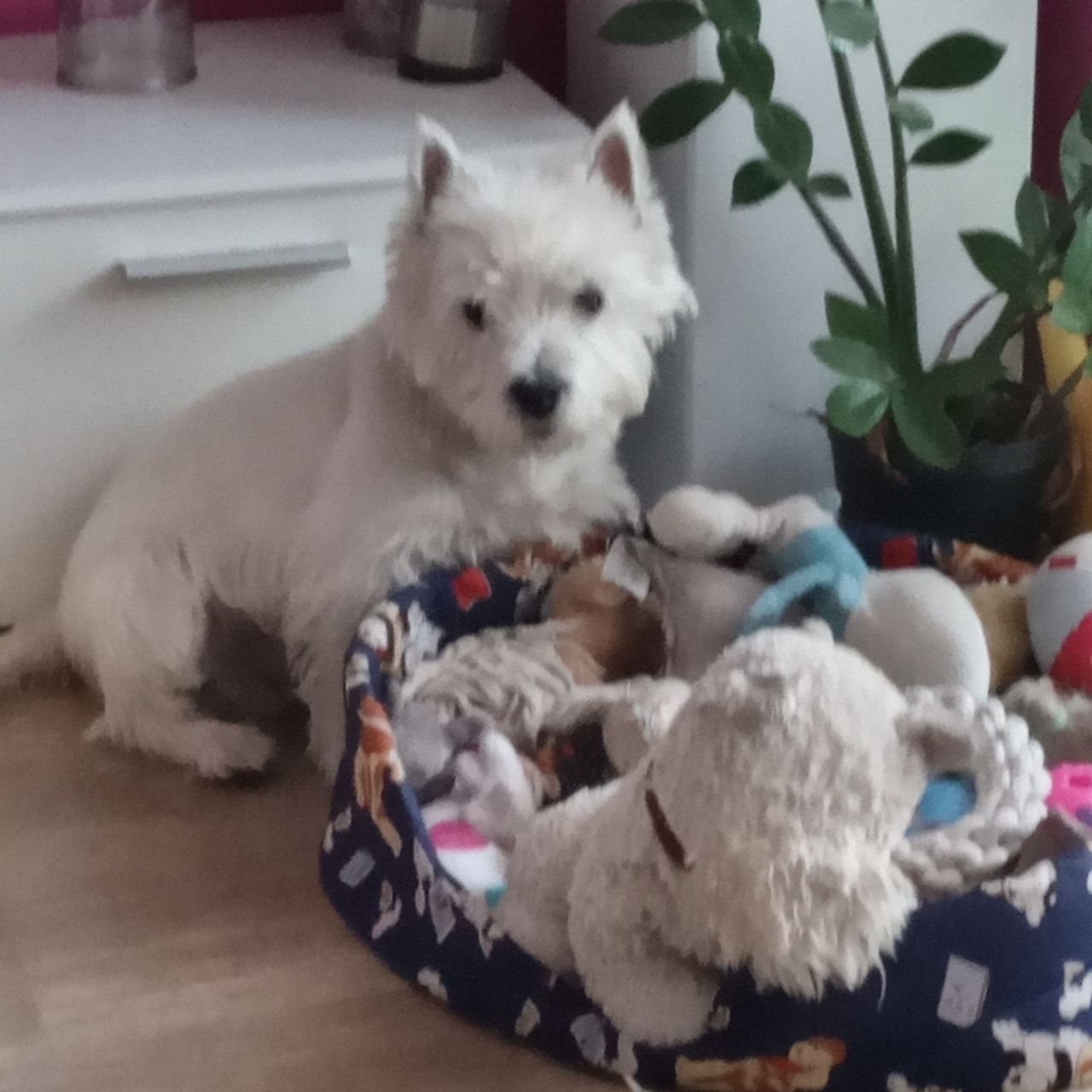 Soutěžní fotografie - Teddy,  West Highland White Terrier