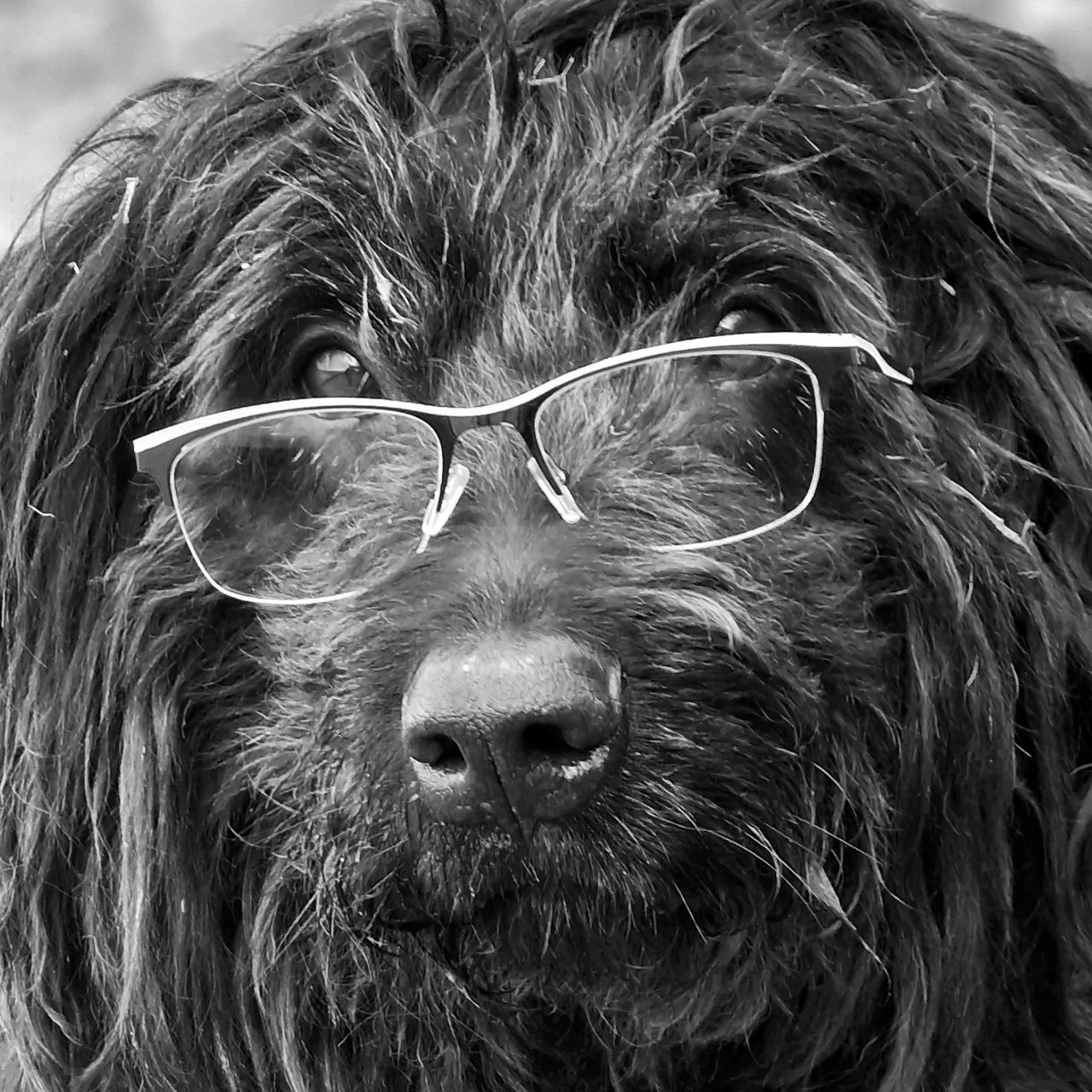 Soutěžní fotografie - Bee,  Briard