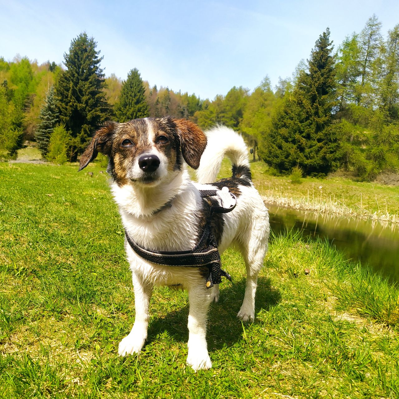 Soutěžní fotografie - Zoe ,  Jack Russell Teriér