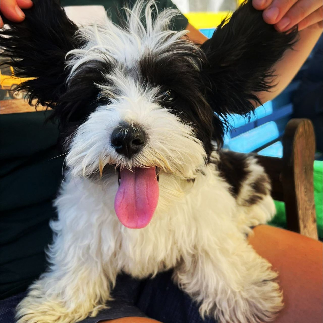 Soutěžní fotografie - MAX,  Shih-tzu