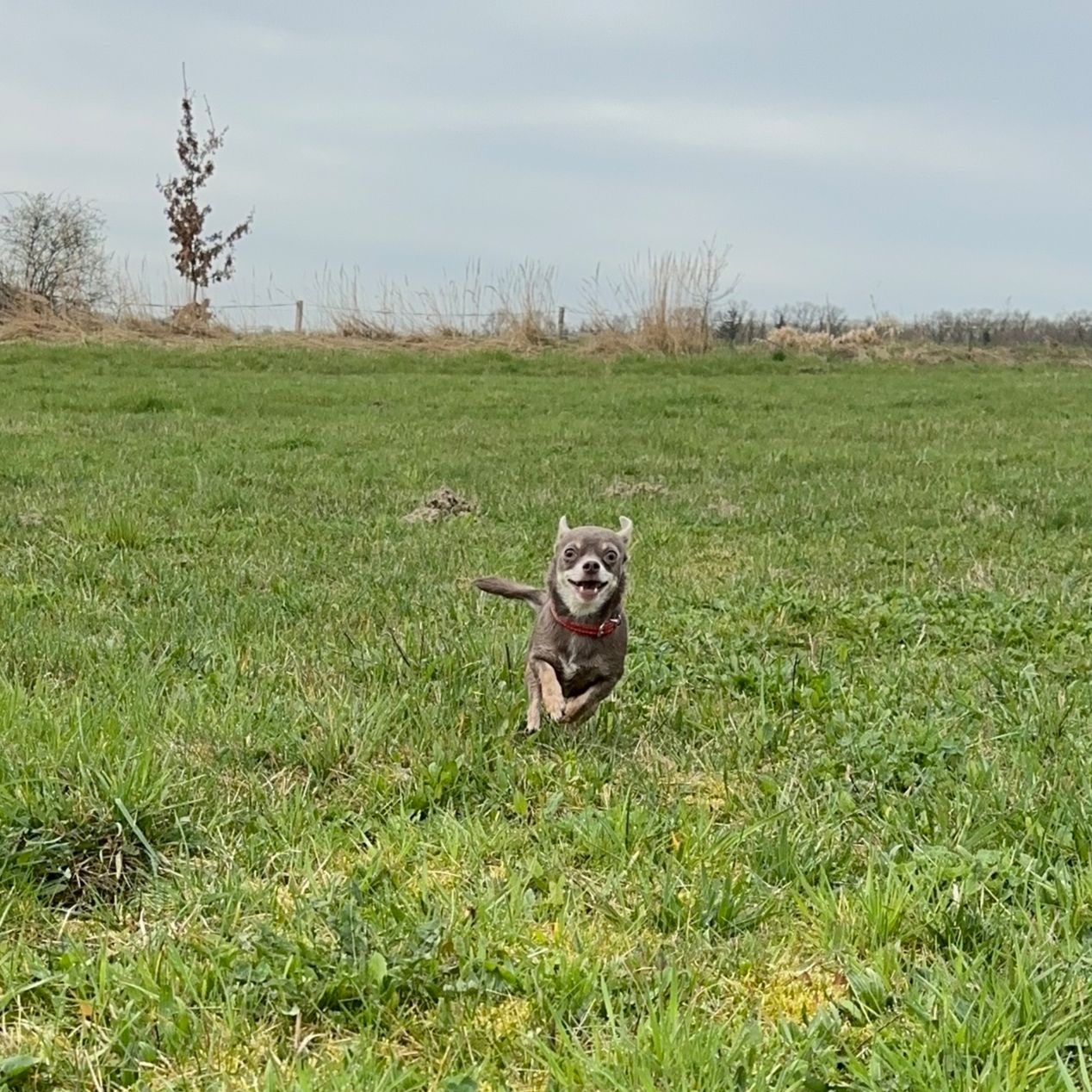 Soutěžní fotografie - Bibi,  Čivava