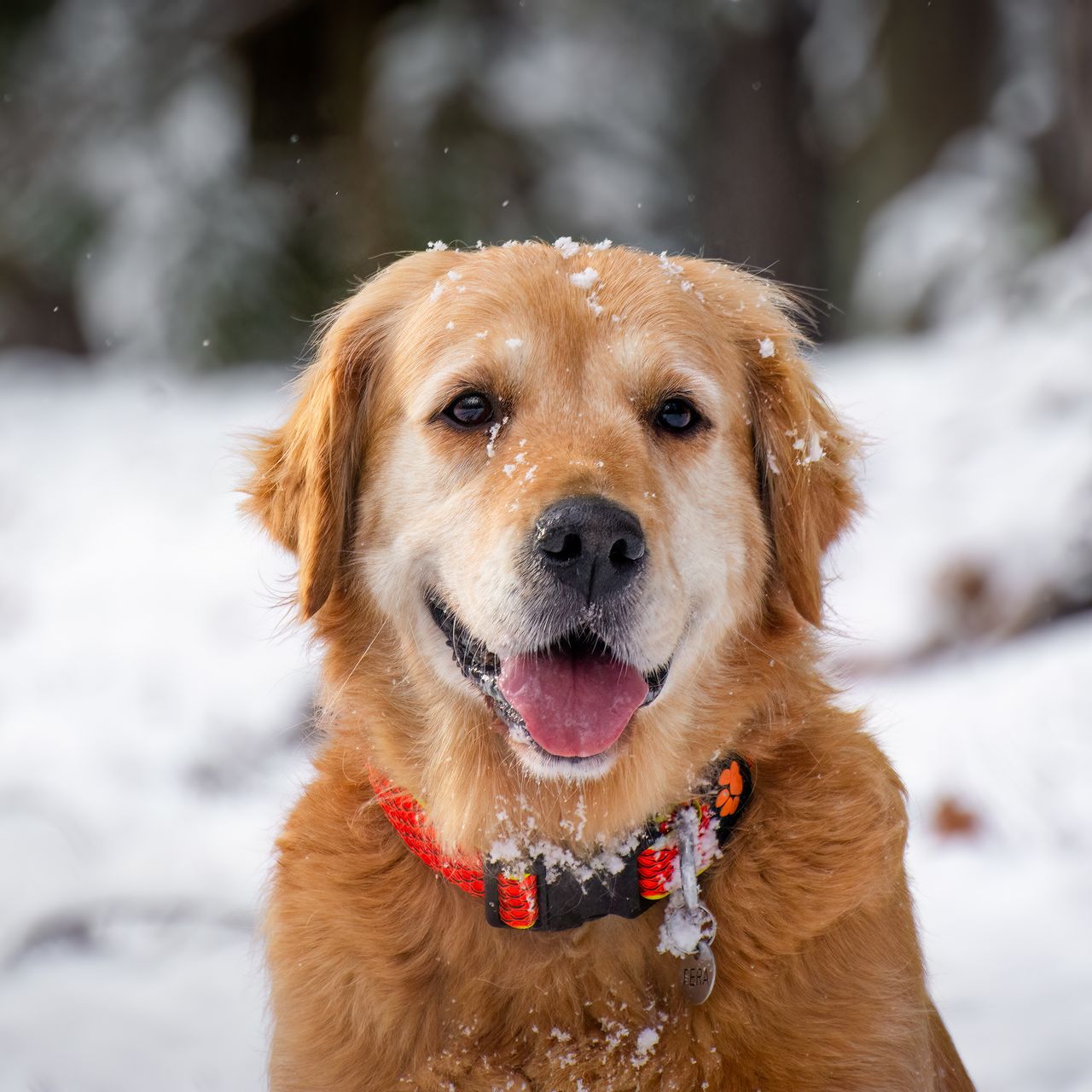 Soutěžní fotografie - Fera,  Zlatý retriever