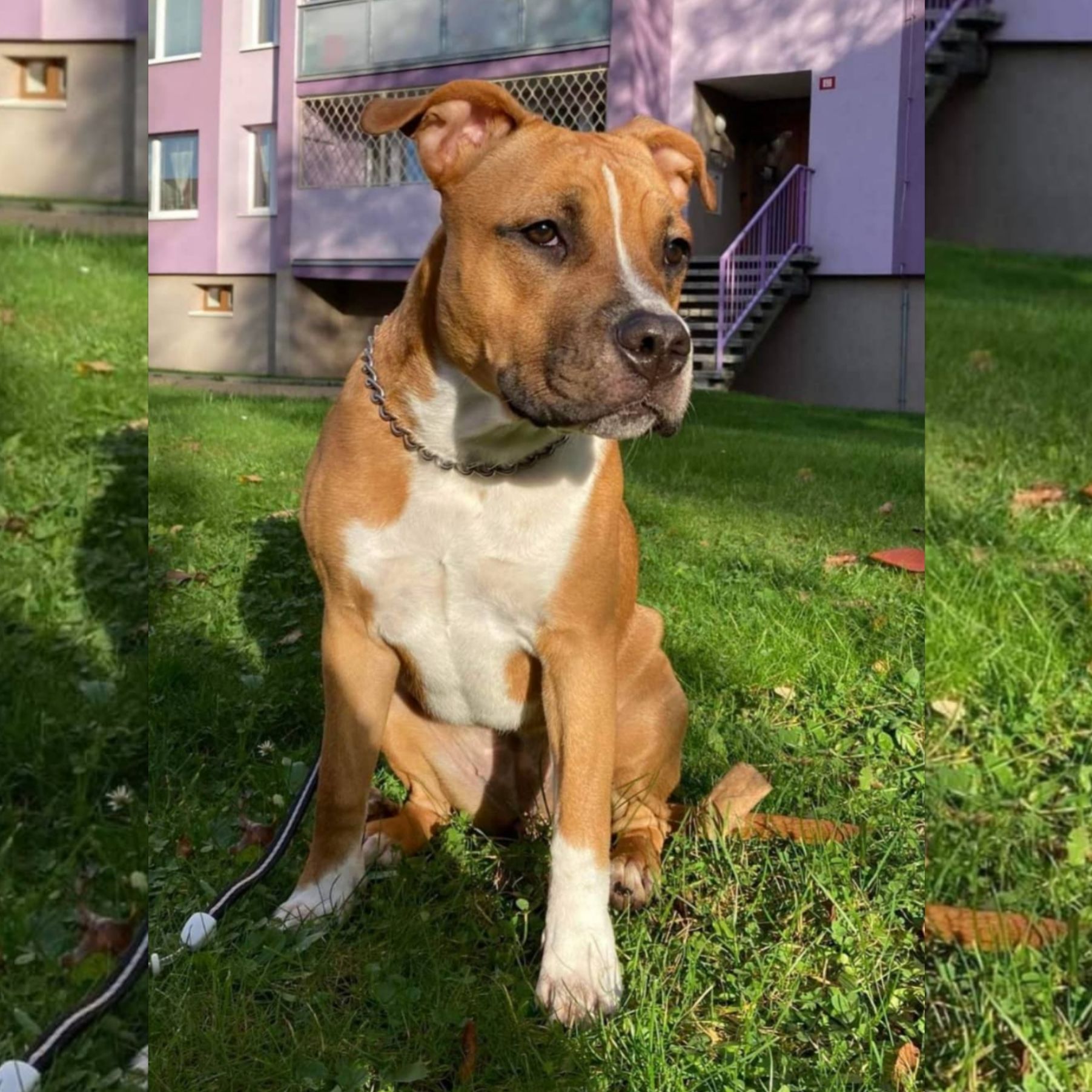 Soutěžní fotografie - Roxy,  Americký stafordširský terier
