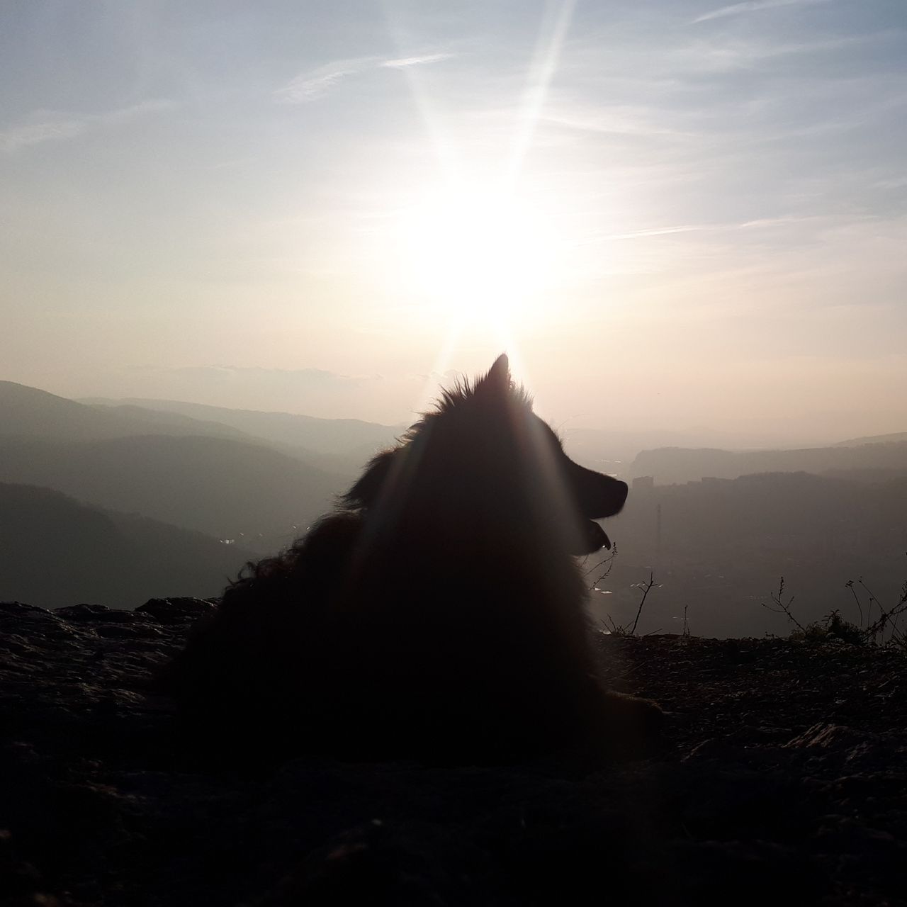 Soutěžní fotografie - Dita,  Německý špic velký