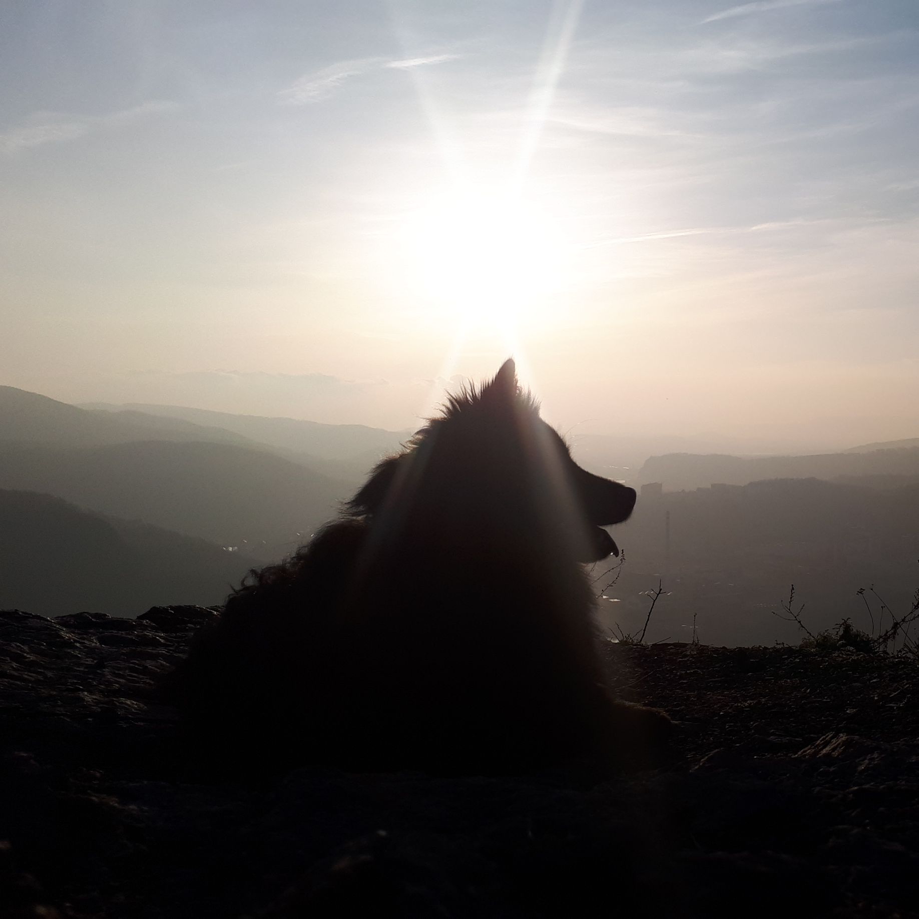 Soutěžní fotografie - Dita,  Německý špic velký