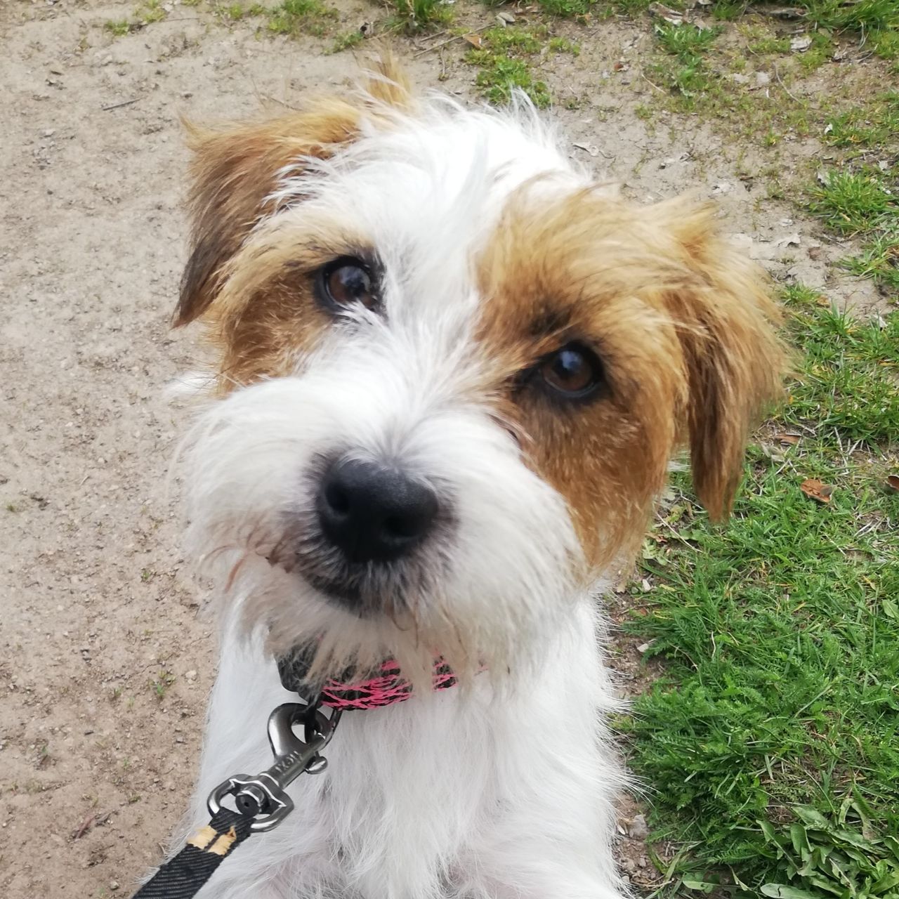 Soutěžní fotografie - Gina,  Jack Russell Teriér