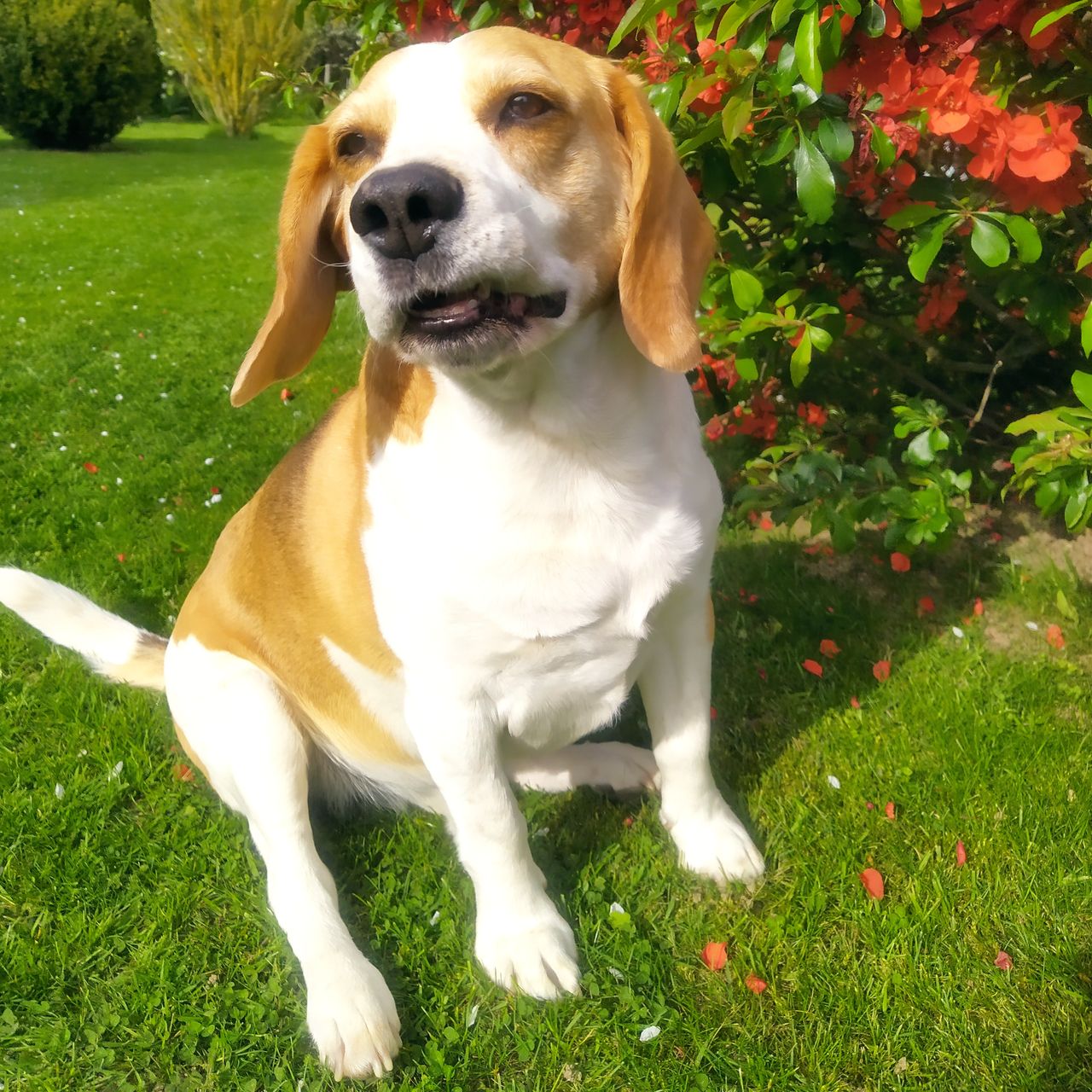 Soutěžní fotografie - Max,  Beagle