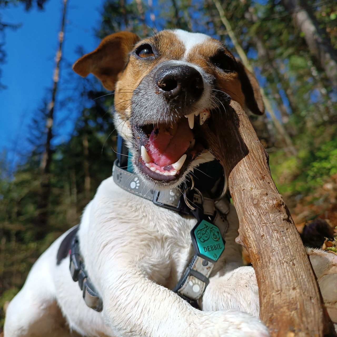 Soutěžní fotografie - Debbie,  Jack Russell Teriér