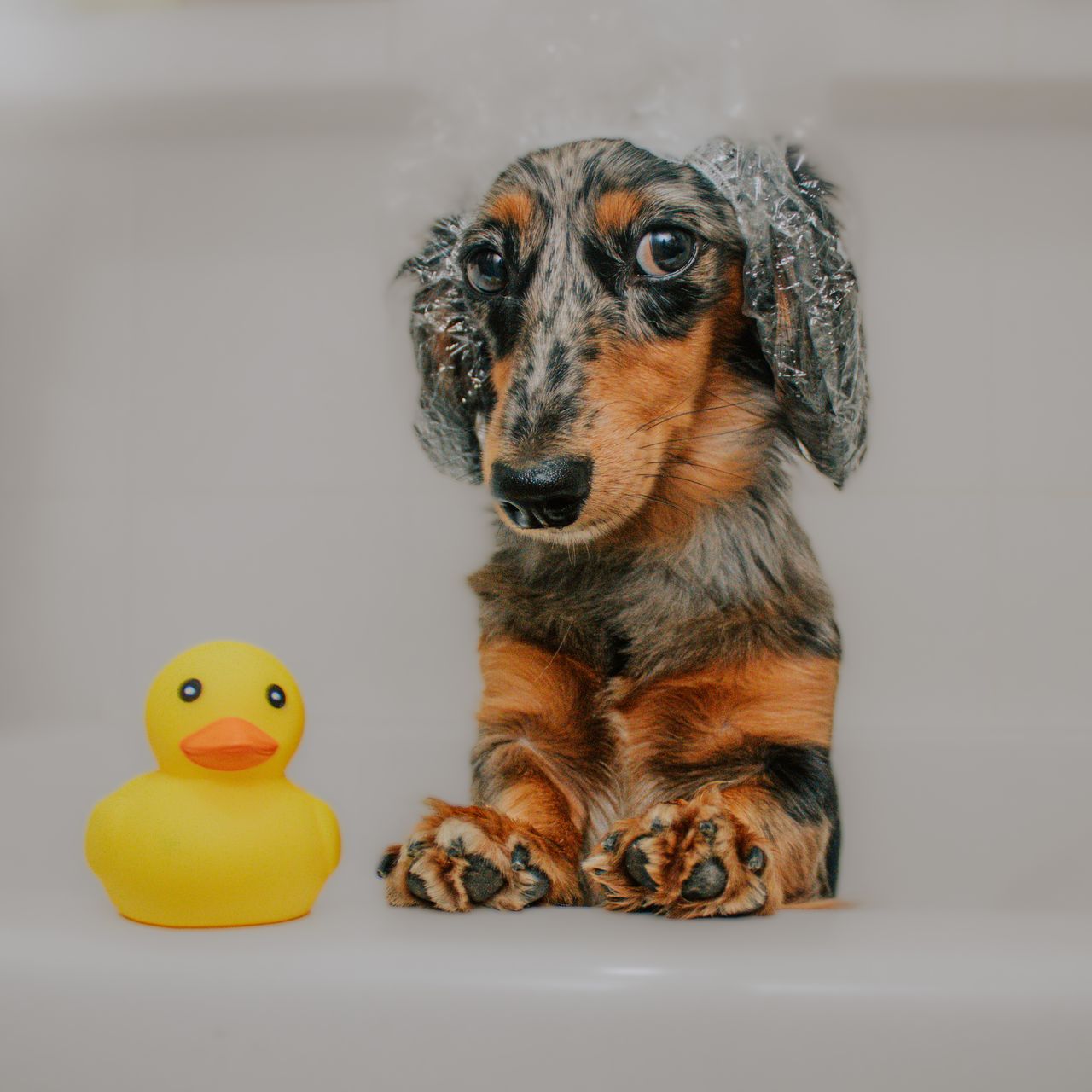 Soutěžní fotografie - Bernadeta,  Jezevčík