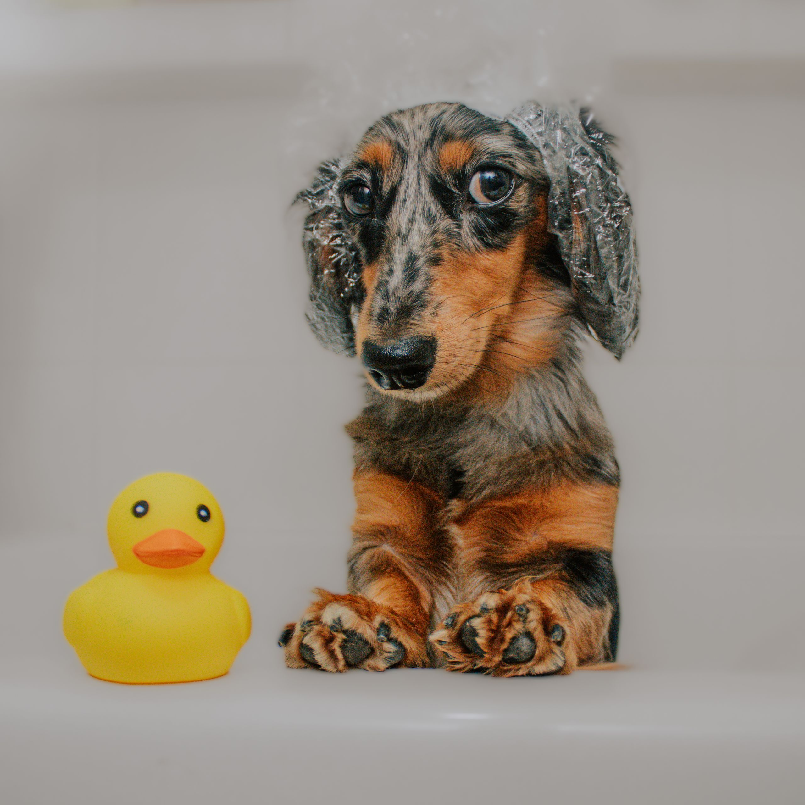 Soutěžní fotografie - Bernadeta,  Jezevčík