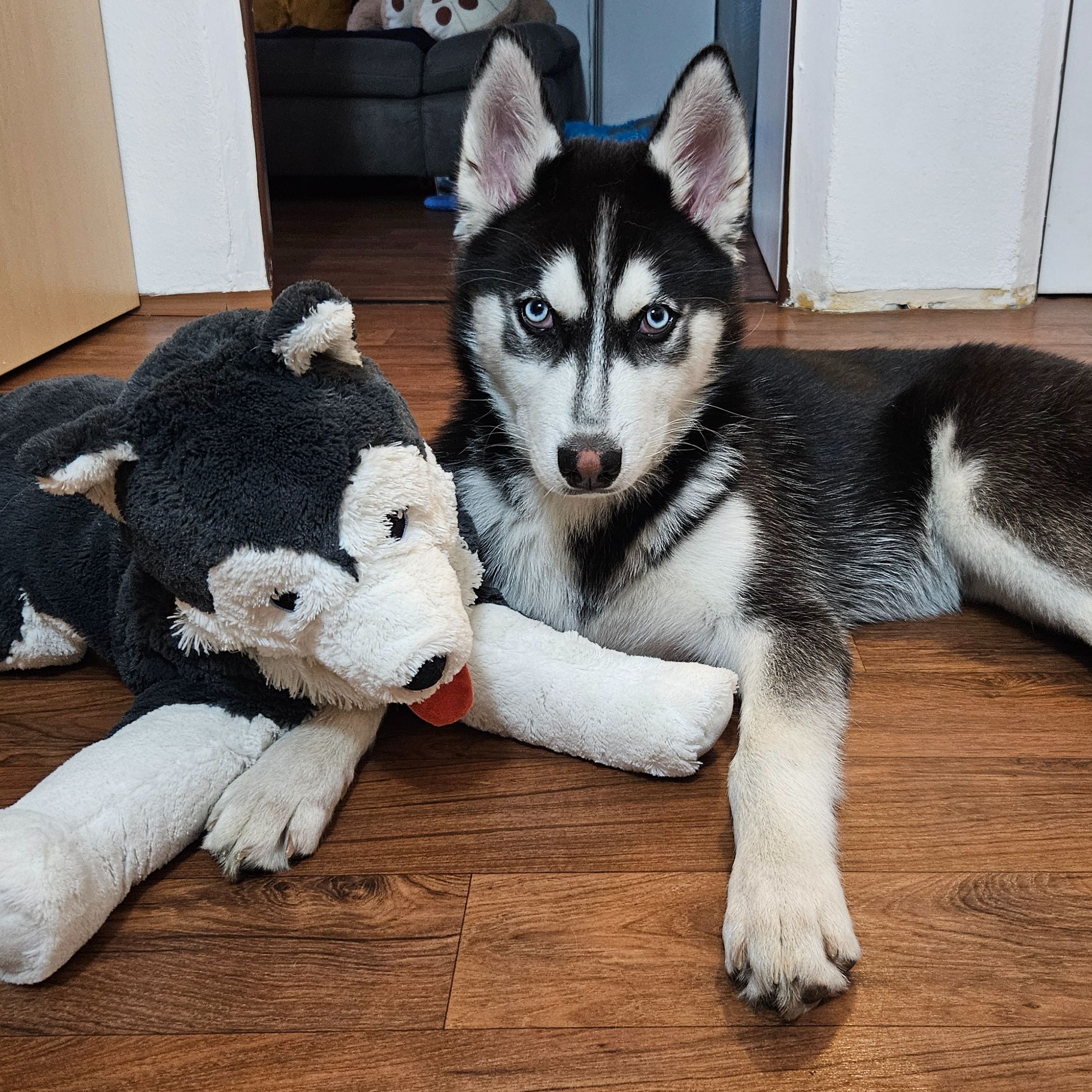 Soutěžní fotografie - Dino,  Sibiřský husky
