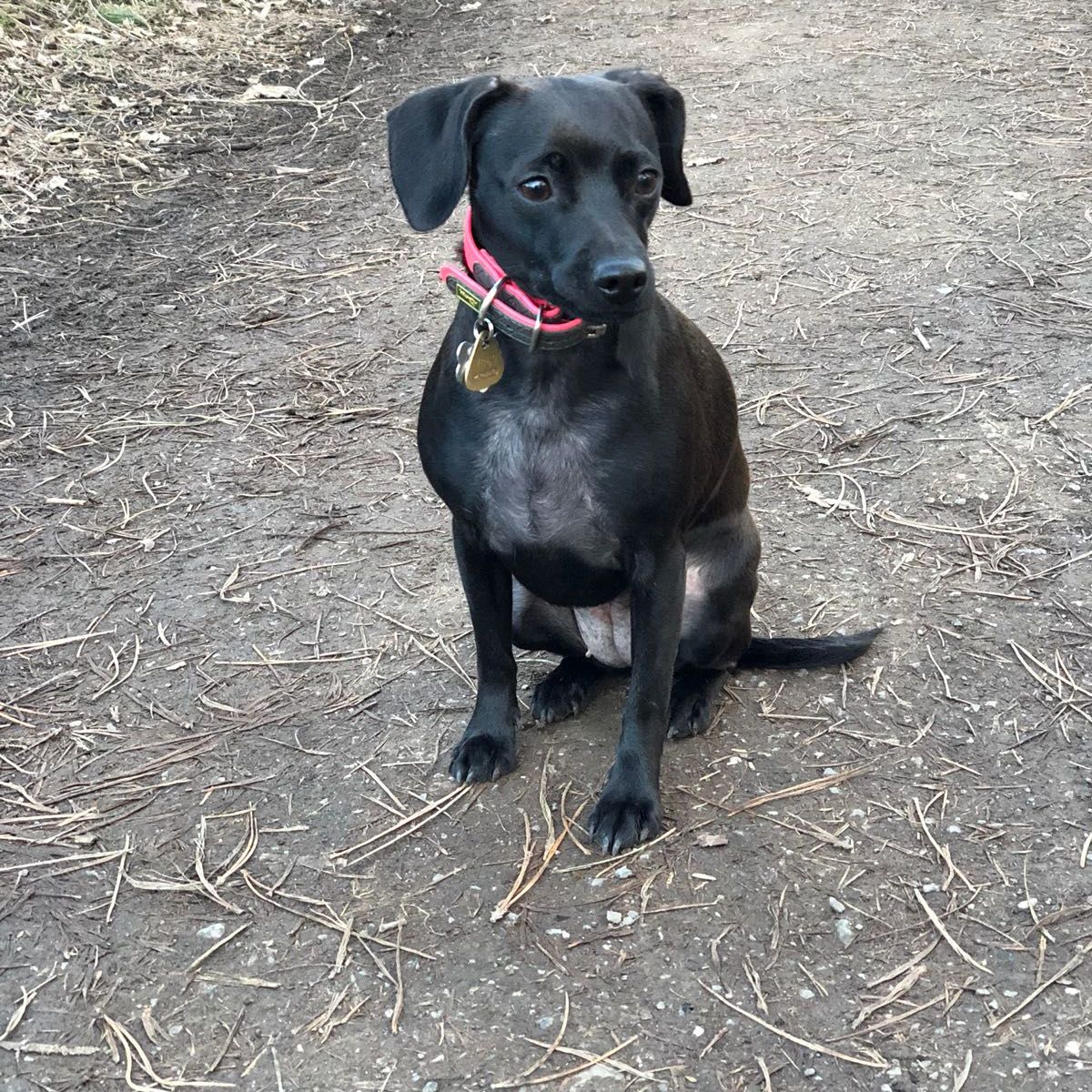 Soutěžní fotografie - Molly,  Patterdale terier