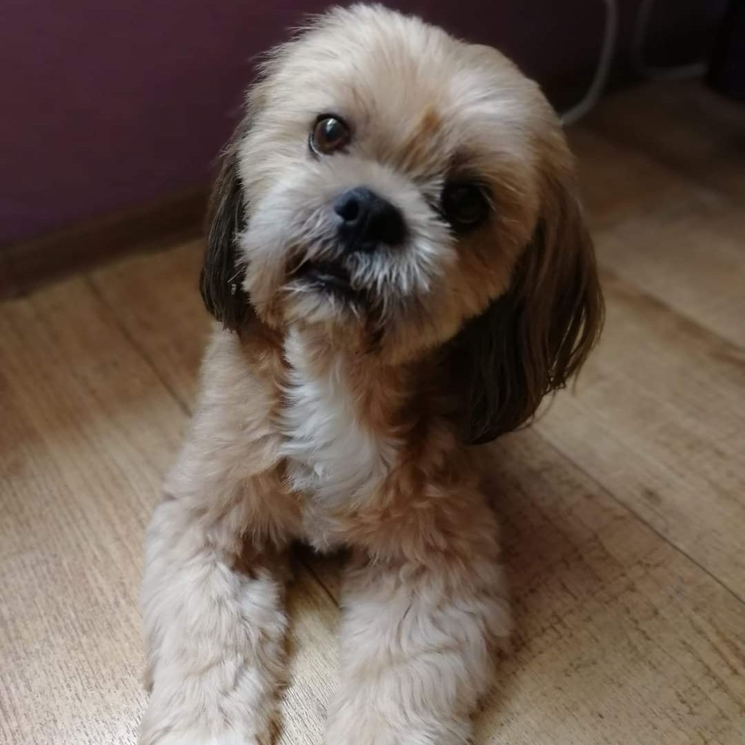 Soutěžní fotografie - Čiko,  Shih-tzu